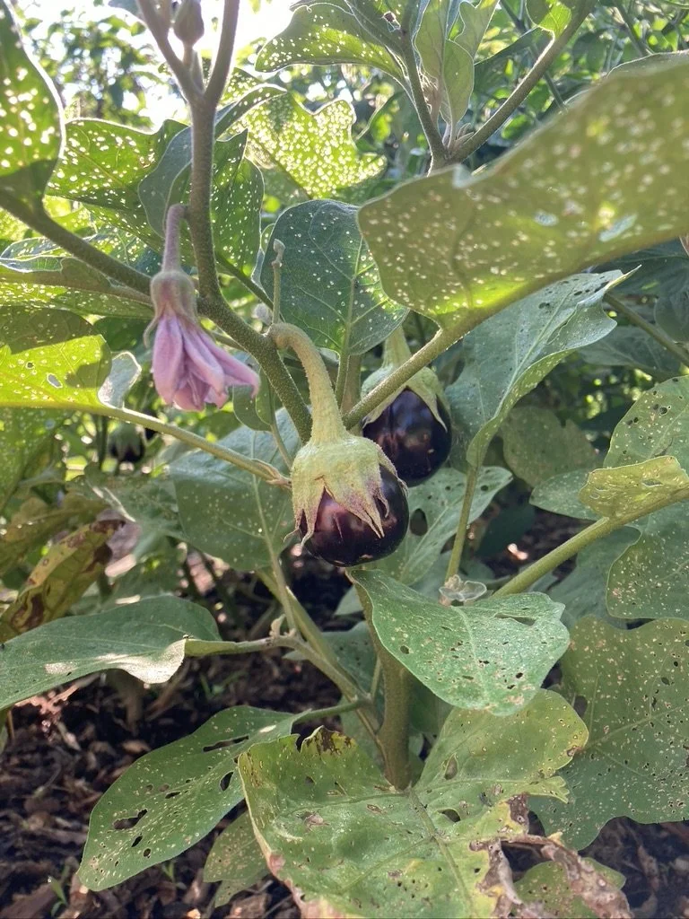 Harvest a Plant + Make a Hot Meal