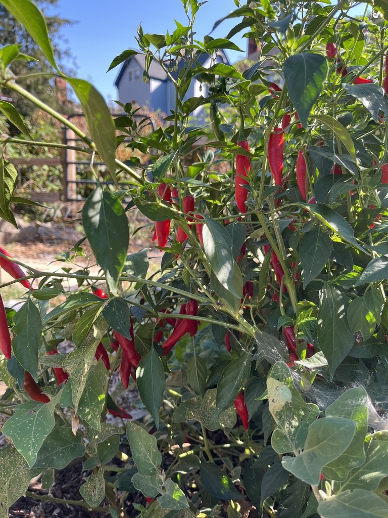 Harvest a Plant + Make a Cold Meal