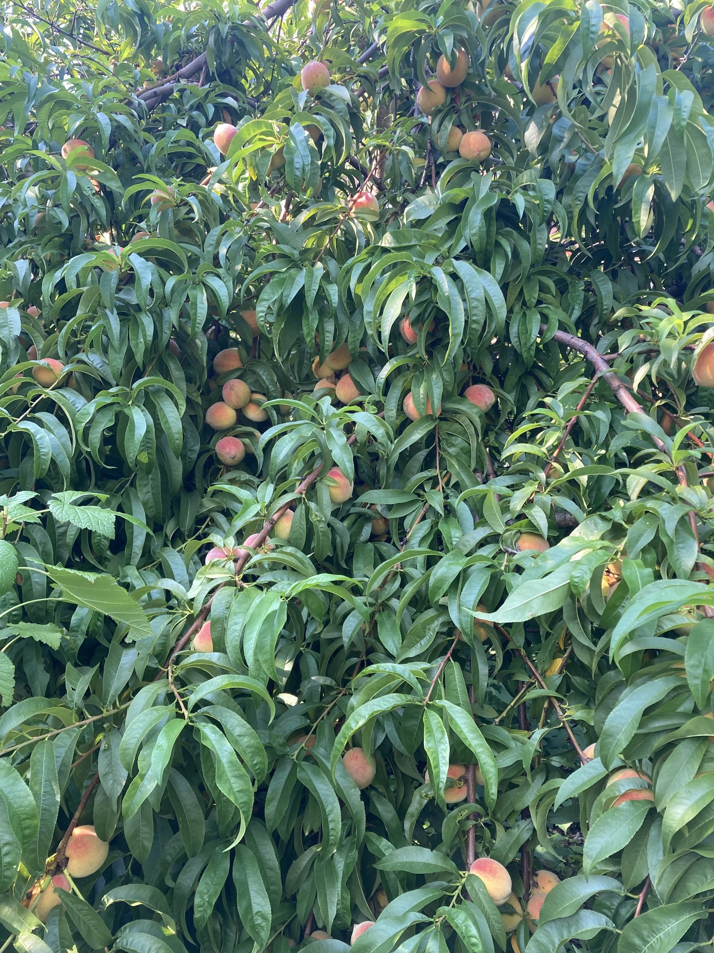 Harvest a Plant + Make a Drink