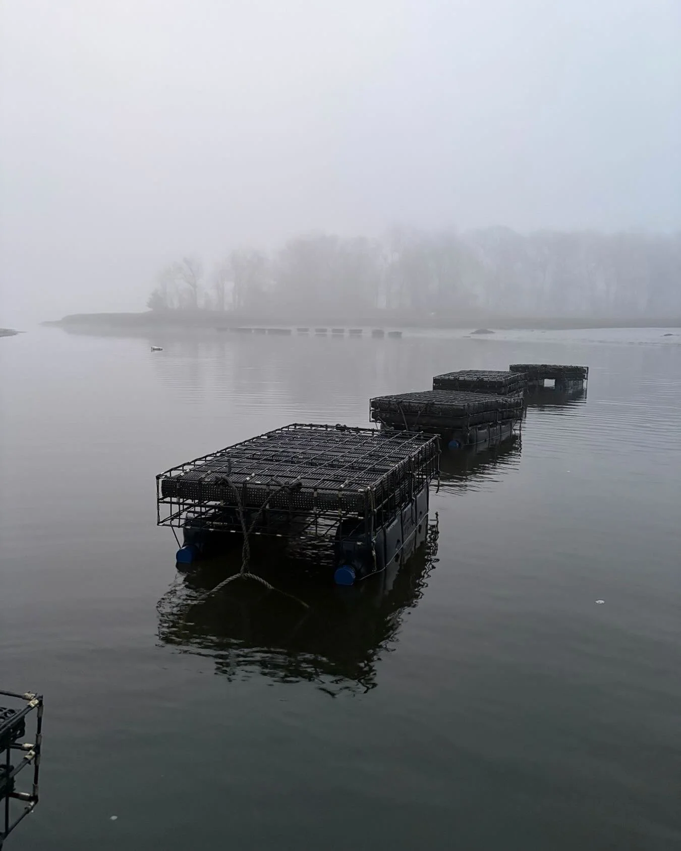Foggy morning on the farm