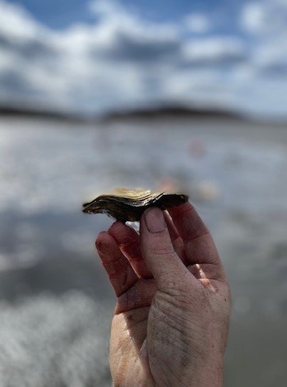 A young oyster held up over the Rowley River