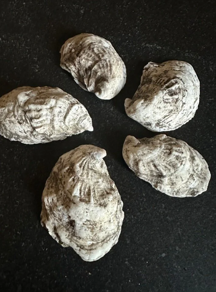Five Mermaids Morsel oyster shells on a dark slate surface