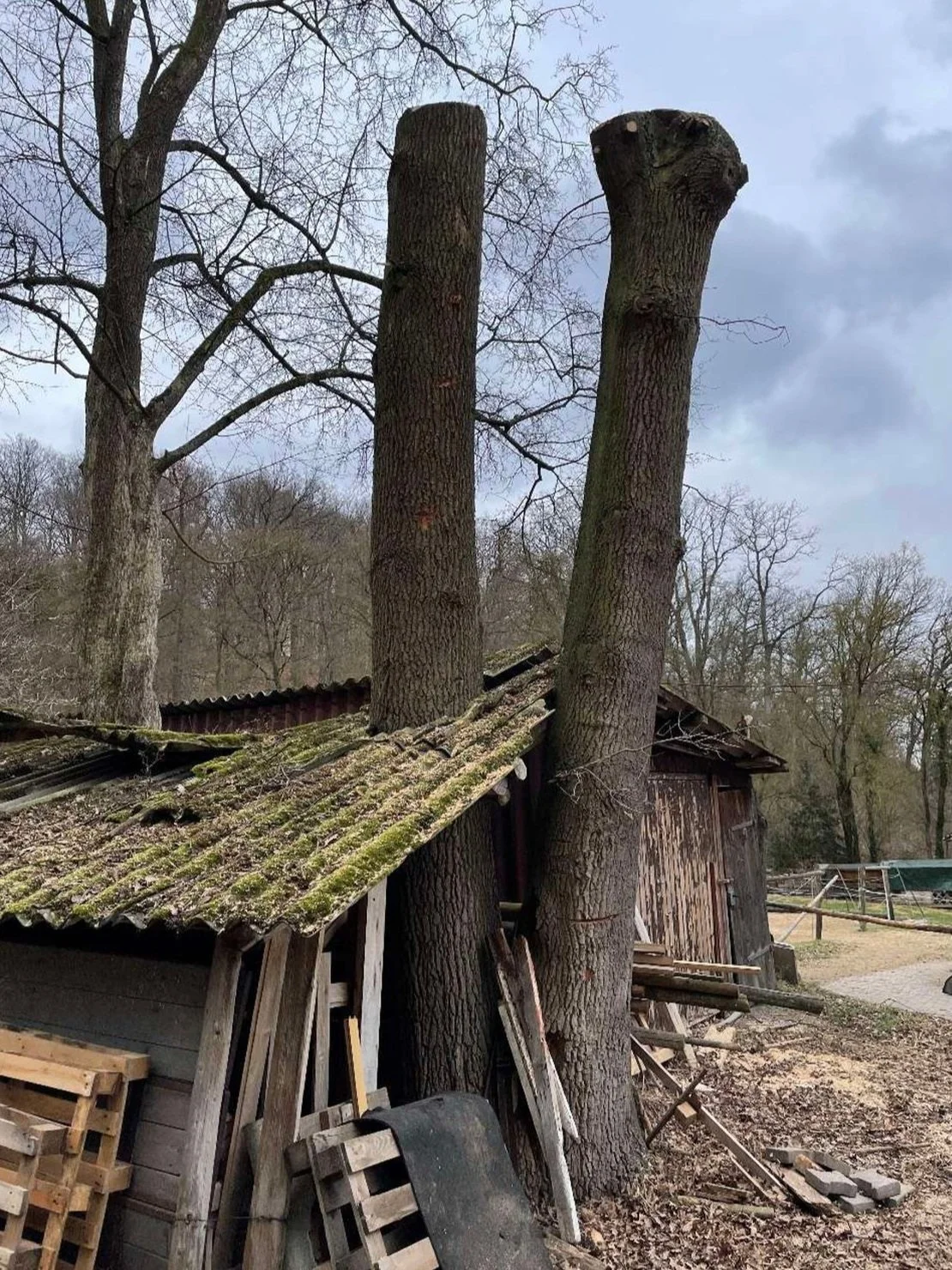 2022: 
Mächtige Doppeleiche wurde von der Stadt ohne ersichtlichen Grund auf der Hälfte gekappt