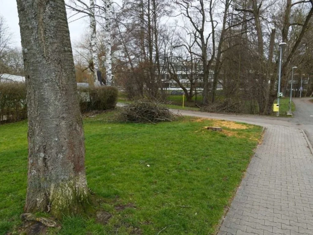 Zerstörung gesunder Altbäume
