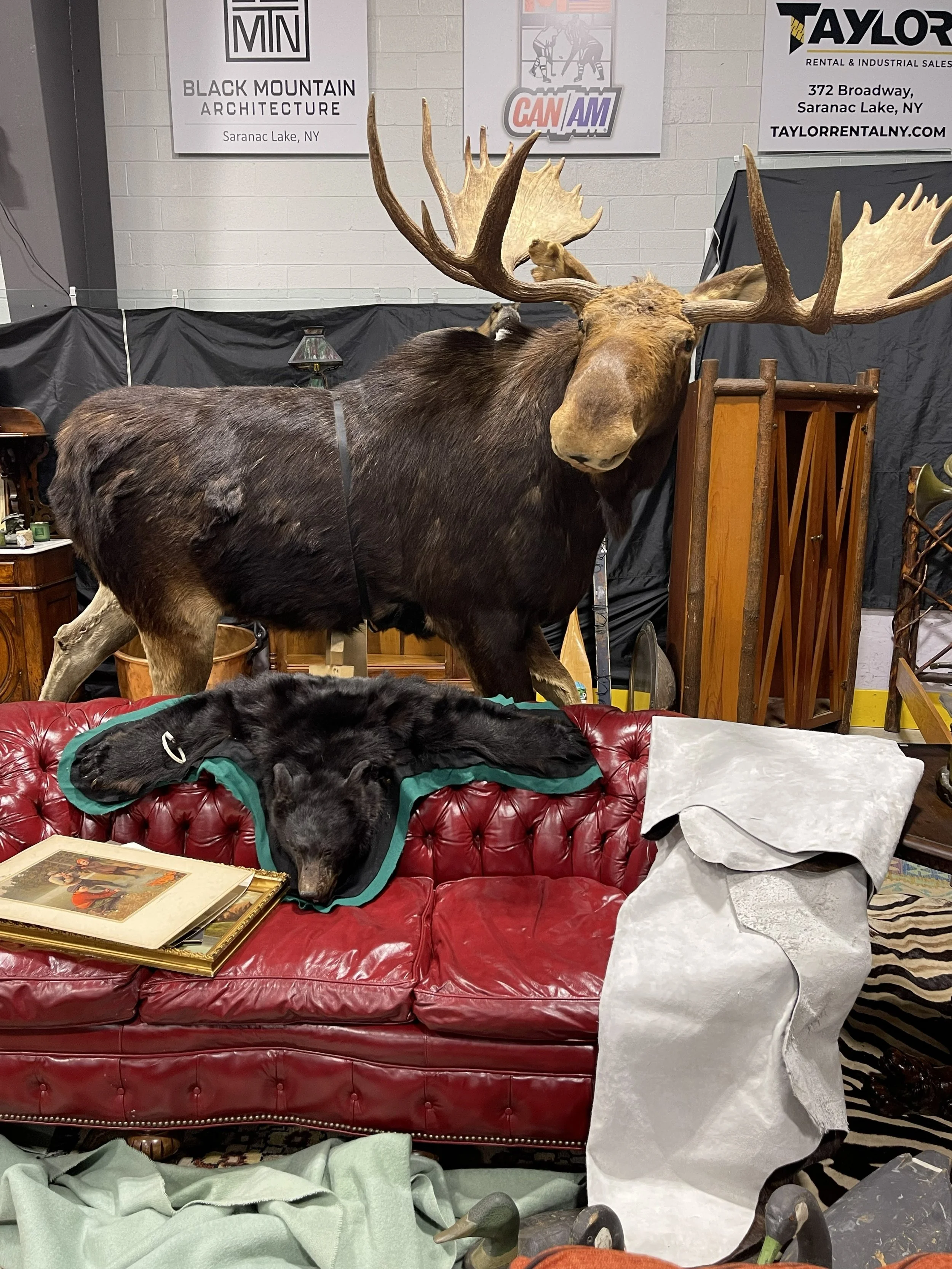 Moose 1.jpg