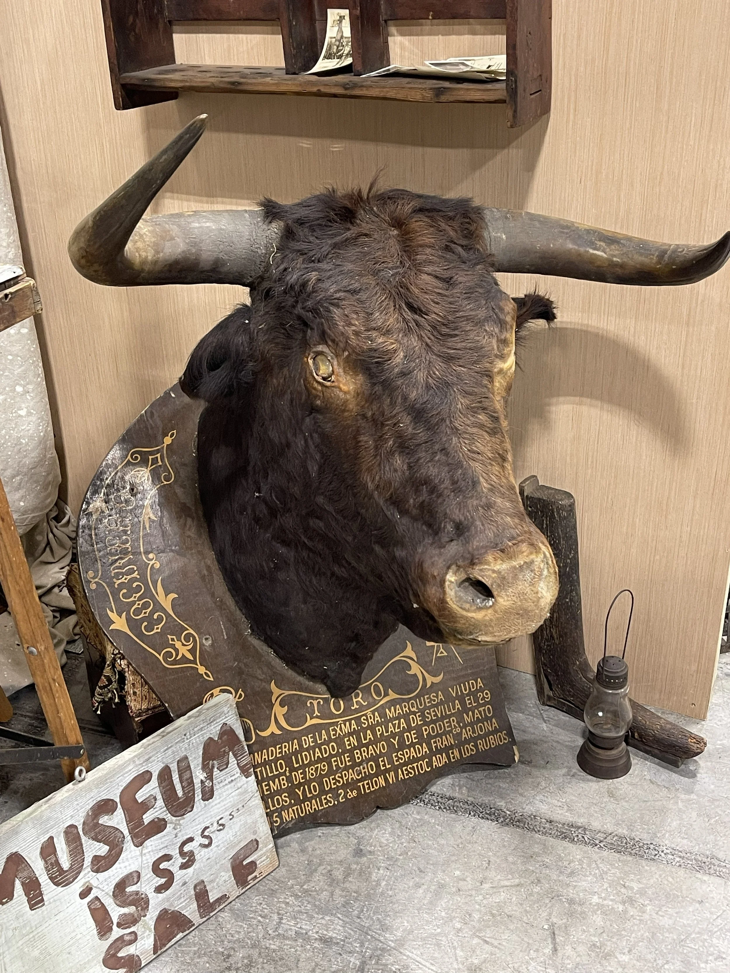 Bull Head.jpg
