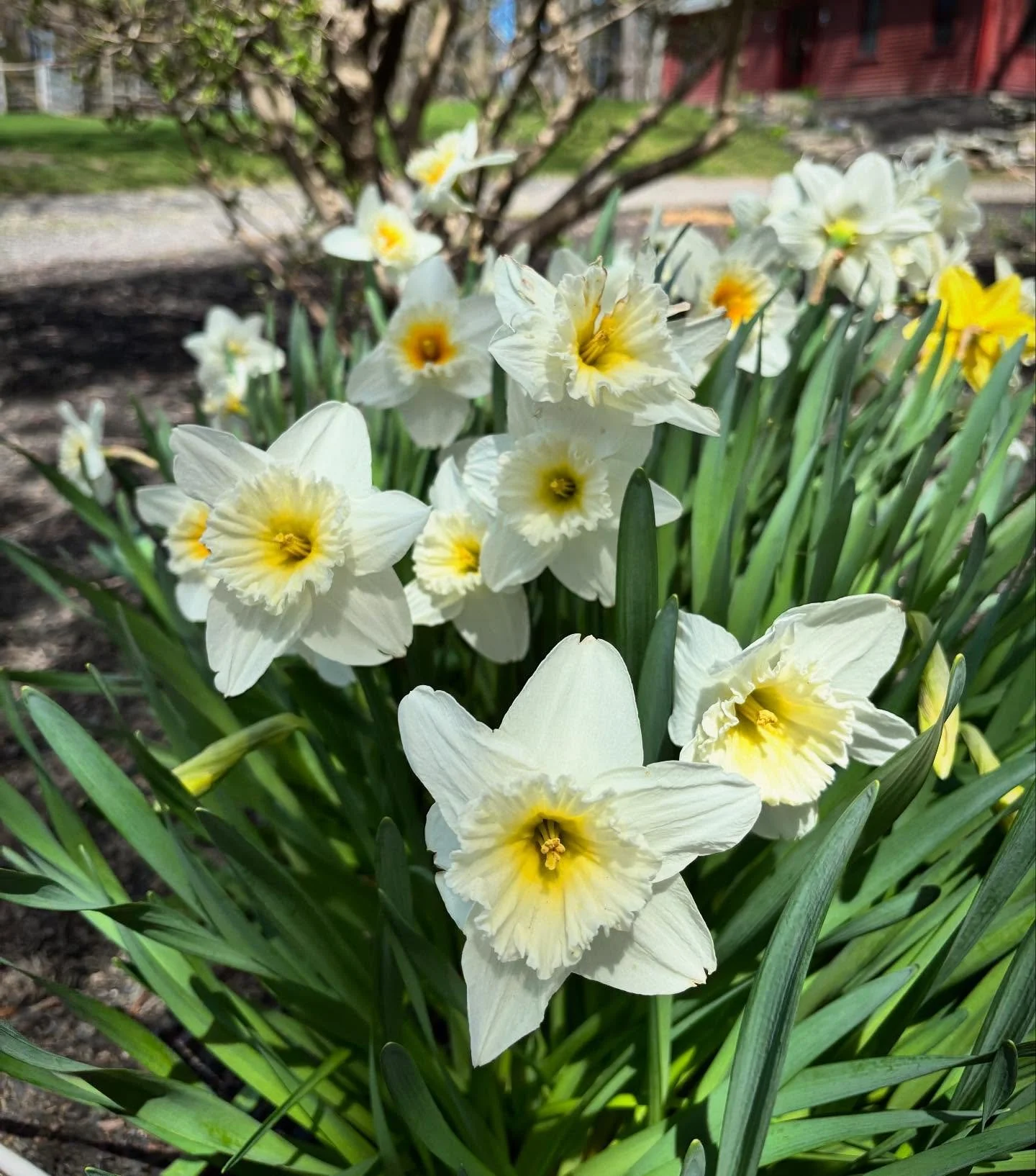 We&rsquo;re all back in Massachusetts. The four ladies of Great Point Vineyards 🐋together again! Excited for spring and watching our favorite island of Nantucket start to bloom🪻🌼🌷In less than a week its Daffodil Festival and our wine will finally