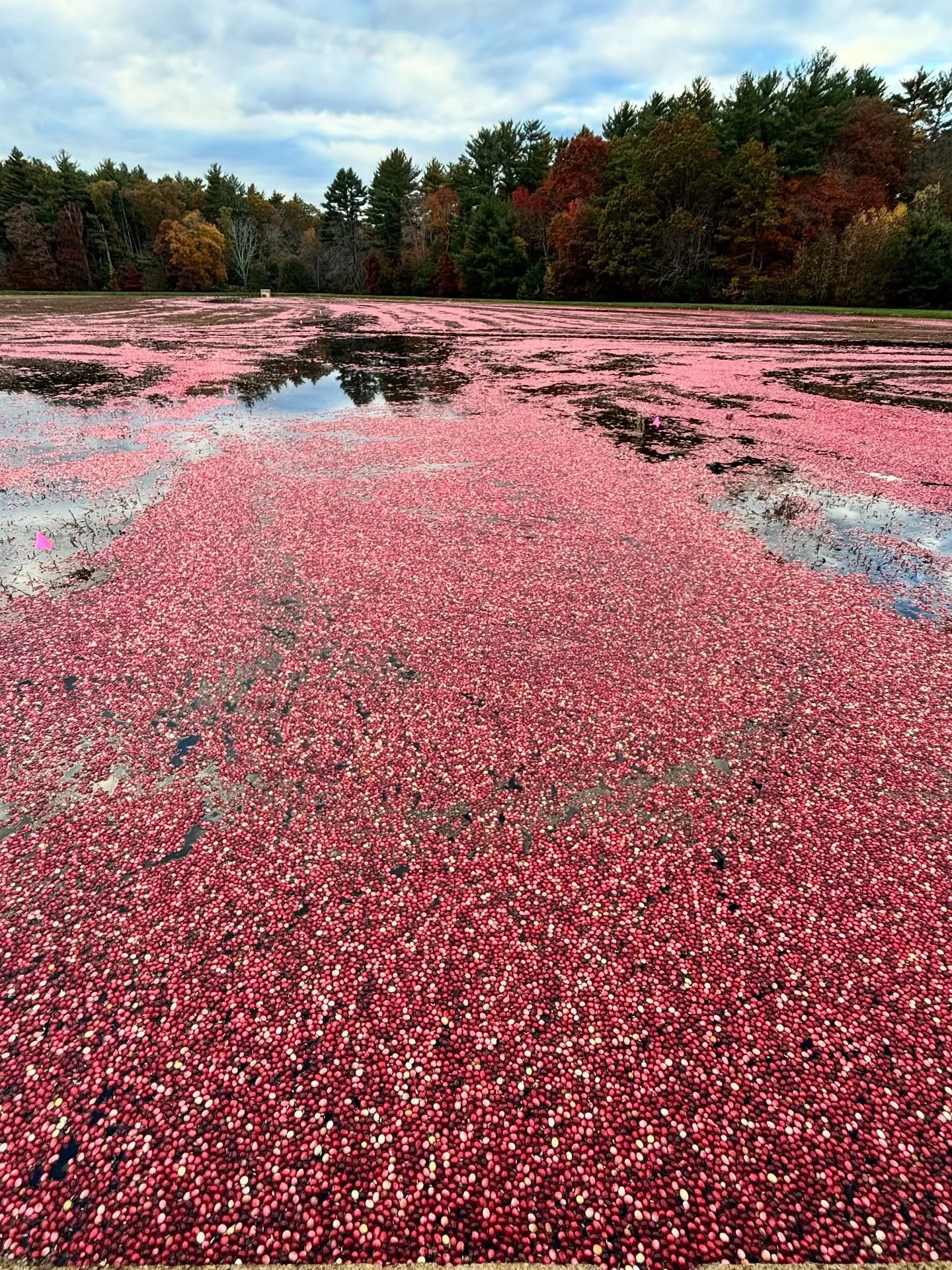 New England is bursting with color.
It&rsquo;s almost gone but we&rsquo;re holding on to it as long as we can.
Got this shot before all these gorgeous cranberries got scooped up. We love those rich pinks, reds and even the oranges of the trees. Remin