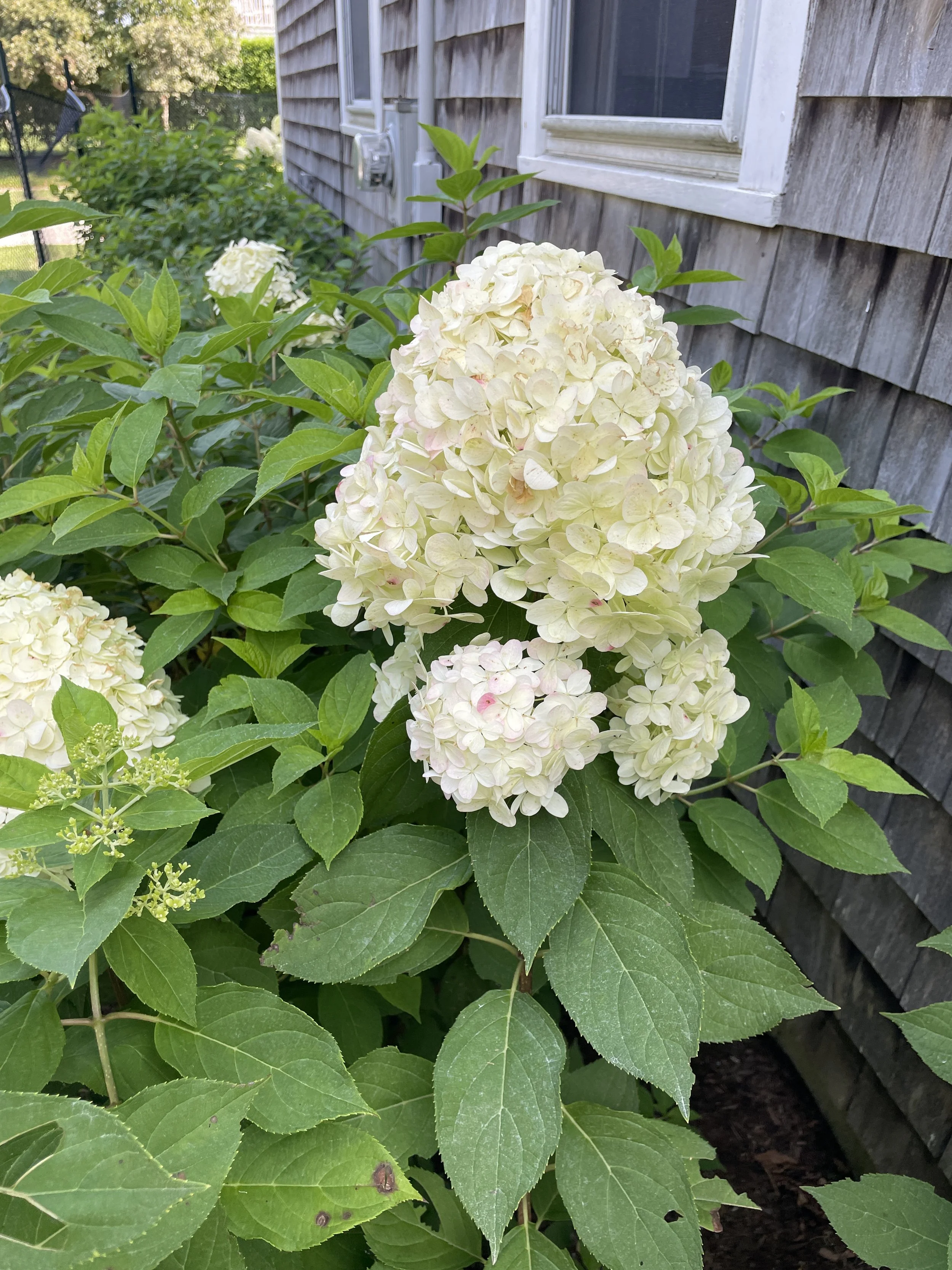 Large white hydrangea blossoms with green leaves next to a wooden shingle wall.