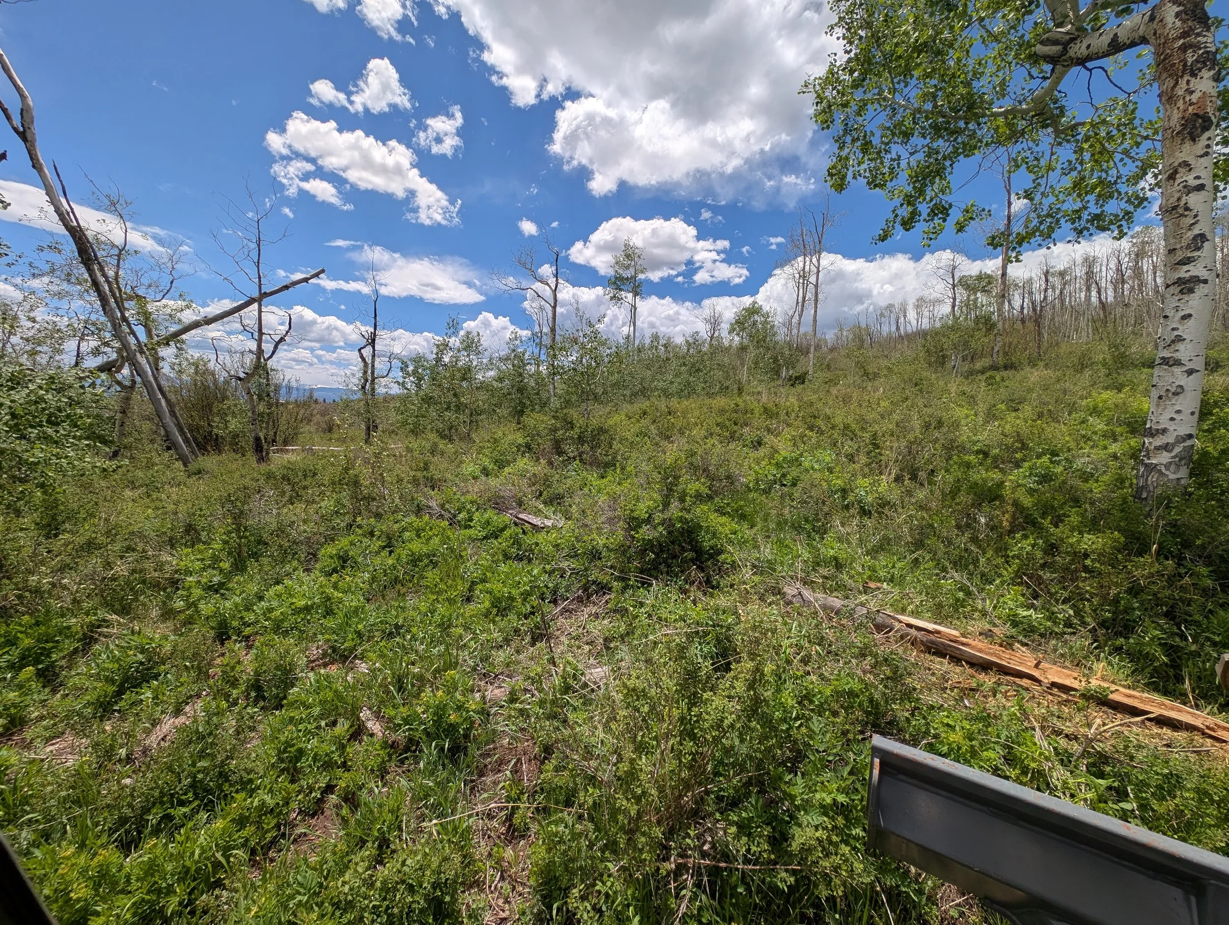 This area just looks like dense underbrush. Once we started clearing, we found decades of deadfall. In addition to clearing the underbrush and removing the deadfall, we also removed a large amount of standing dead Aspens in the area. The rotting wood