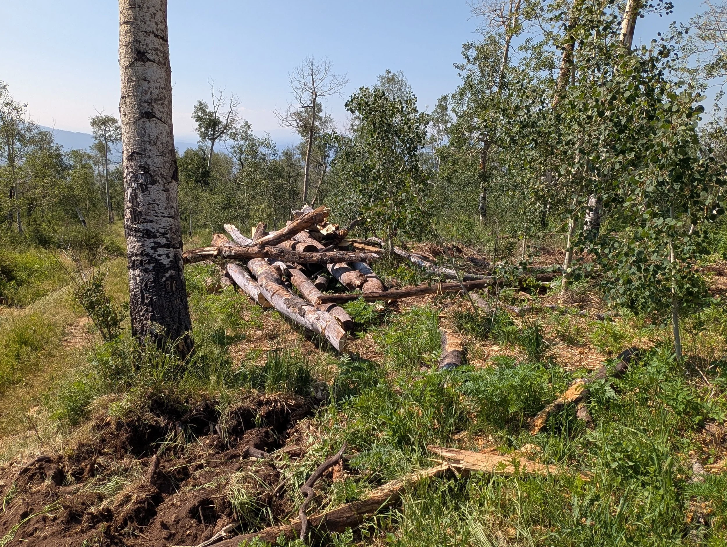 Approximately 30 families received free firewood from about a half an acre of land. All of that wood could be wildfire fuel or fuel to heat someone's home! Much of the wood we remove is given away for firewood. Another way we can promote healthy low 