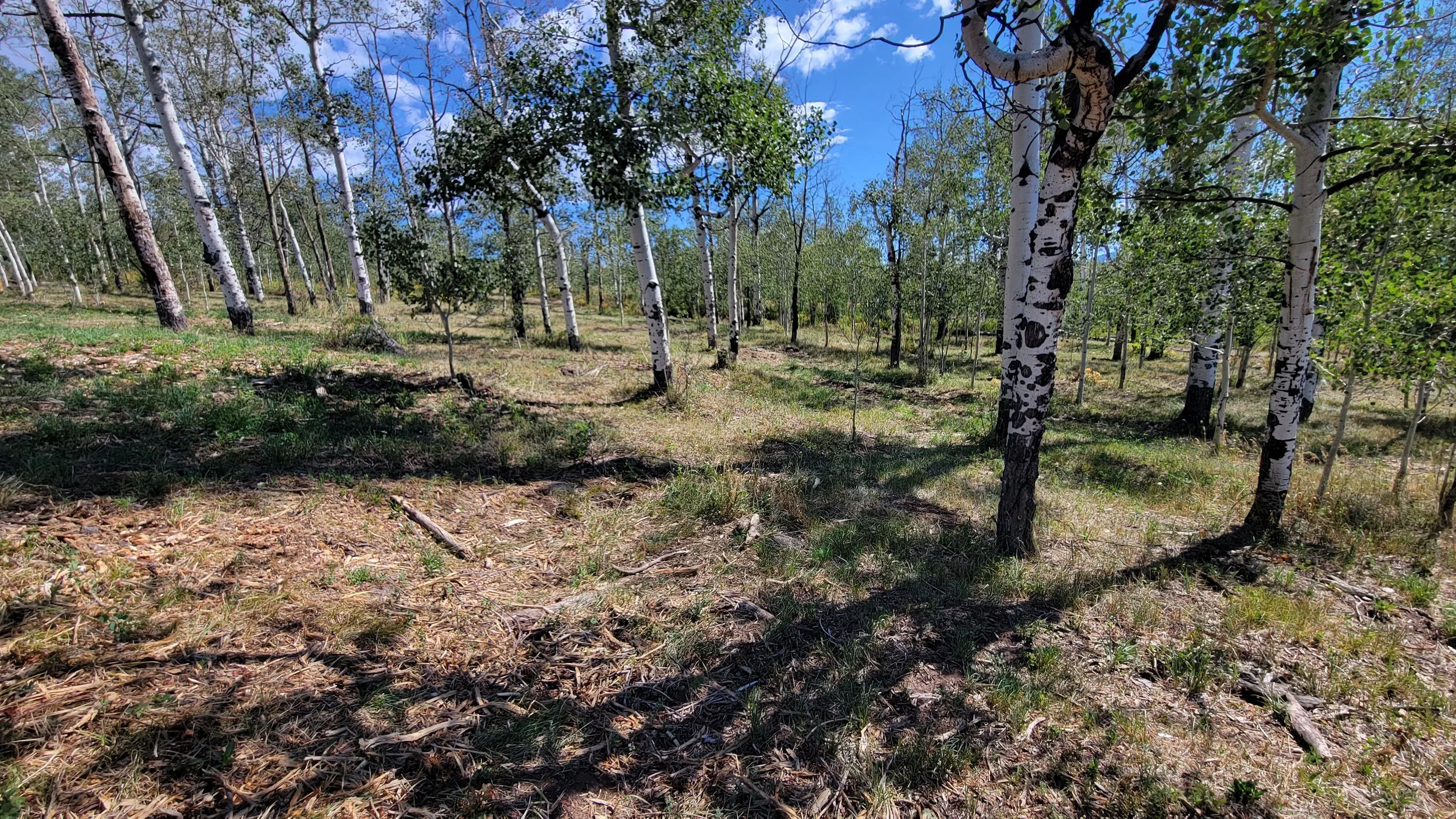 Dense underbrush, stand dead Aspen trees and deadfall were removed leaving the healthy Aspen trees, native grasses and wildflowers to flourish in the coming seasons. 