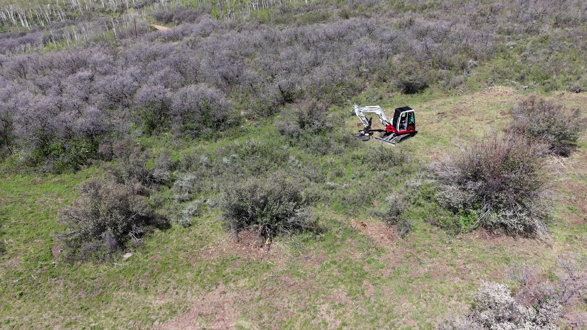 defensible clearing in process brush cutter.jpg