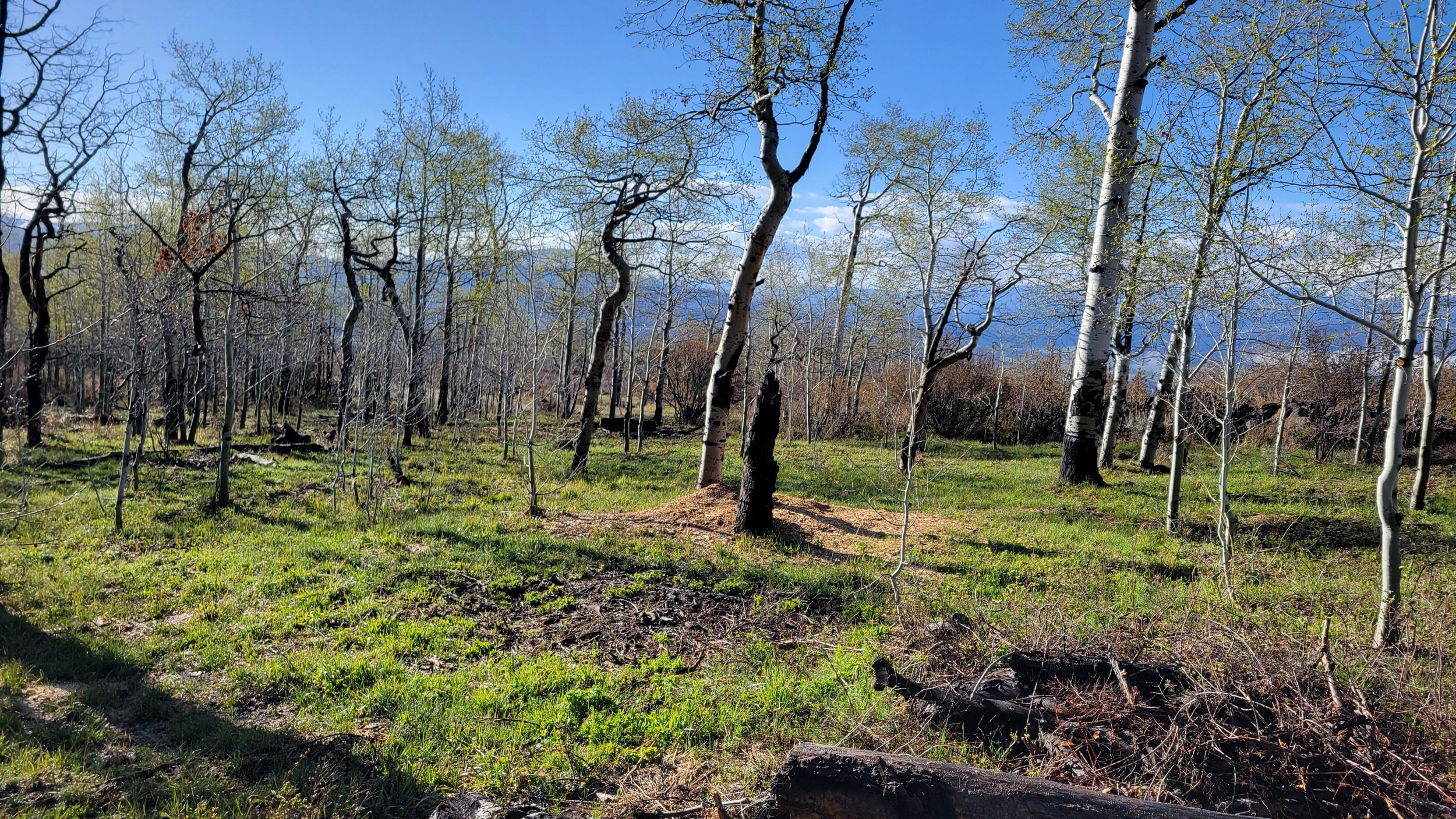 4ft tall underbrush, standing dead Aspen and deadfall removed in and around the Aspen trees. Native grass blew in filled in naturally