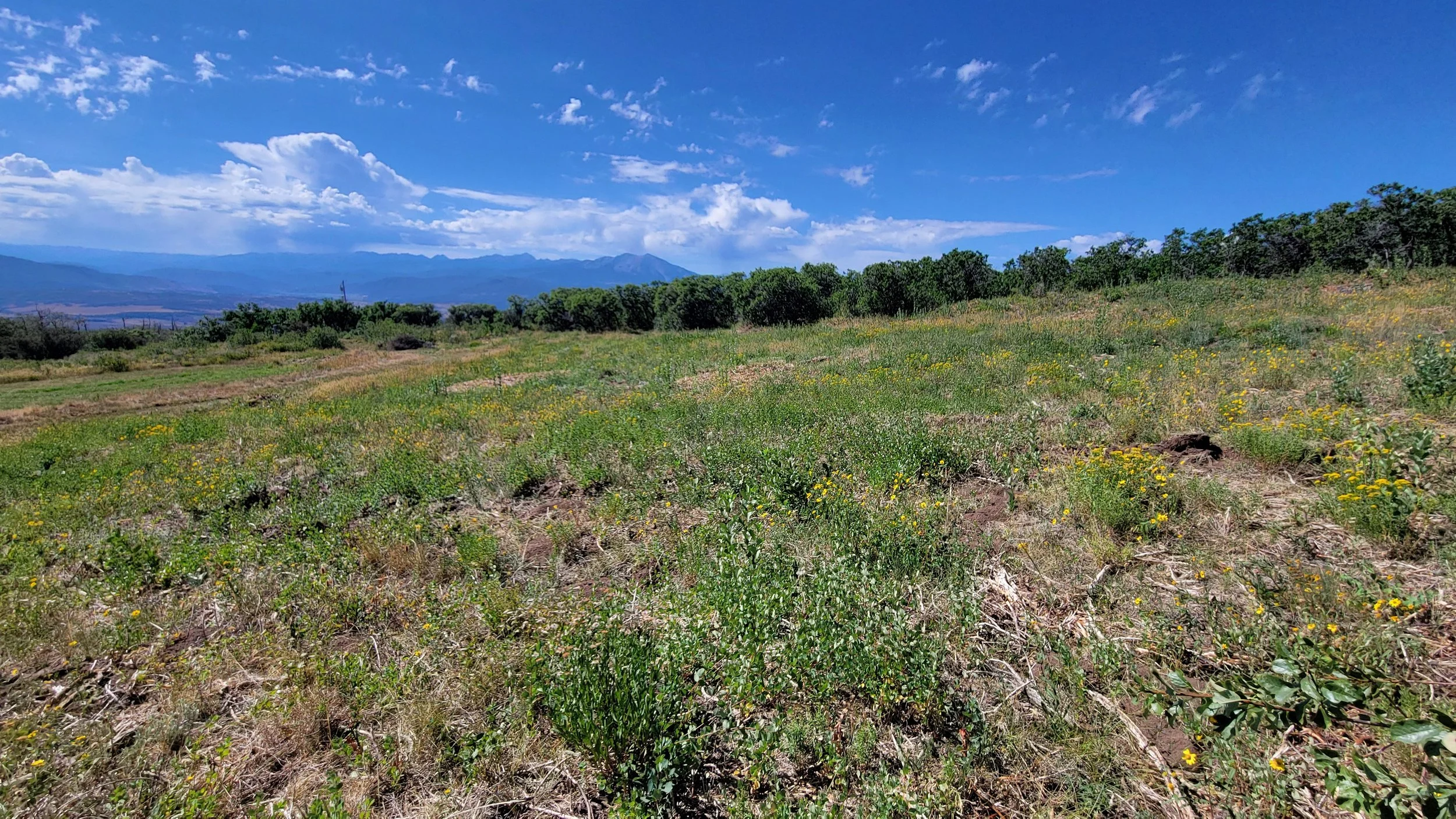 Completed rough cut area. This area was cut early spring before the native flowers grew for the season. Since we are only mowing or mulching the surface, the native plants continue to grow. Once the dense overgrowth is cut, native grasses and flowers