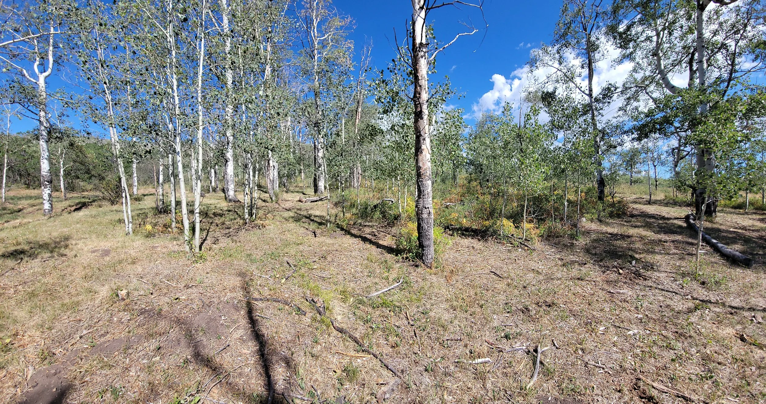 You can see the difference in the center of the photo between an area that is not cleared, surrounded by areas that have been cleared. 