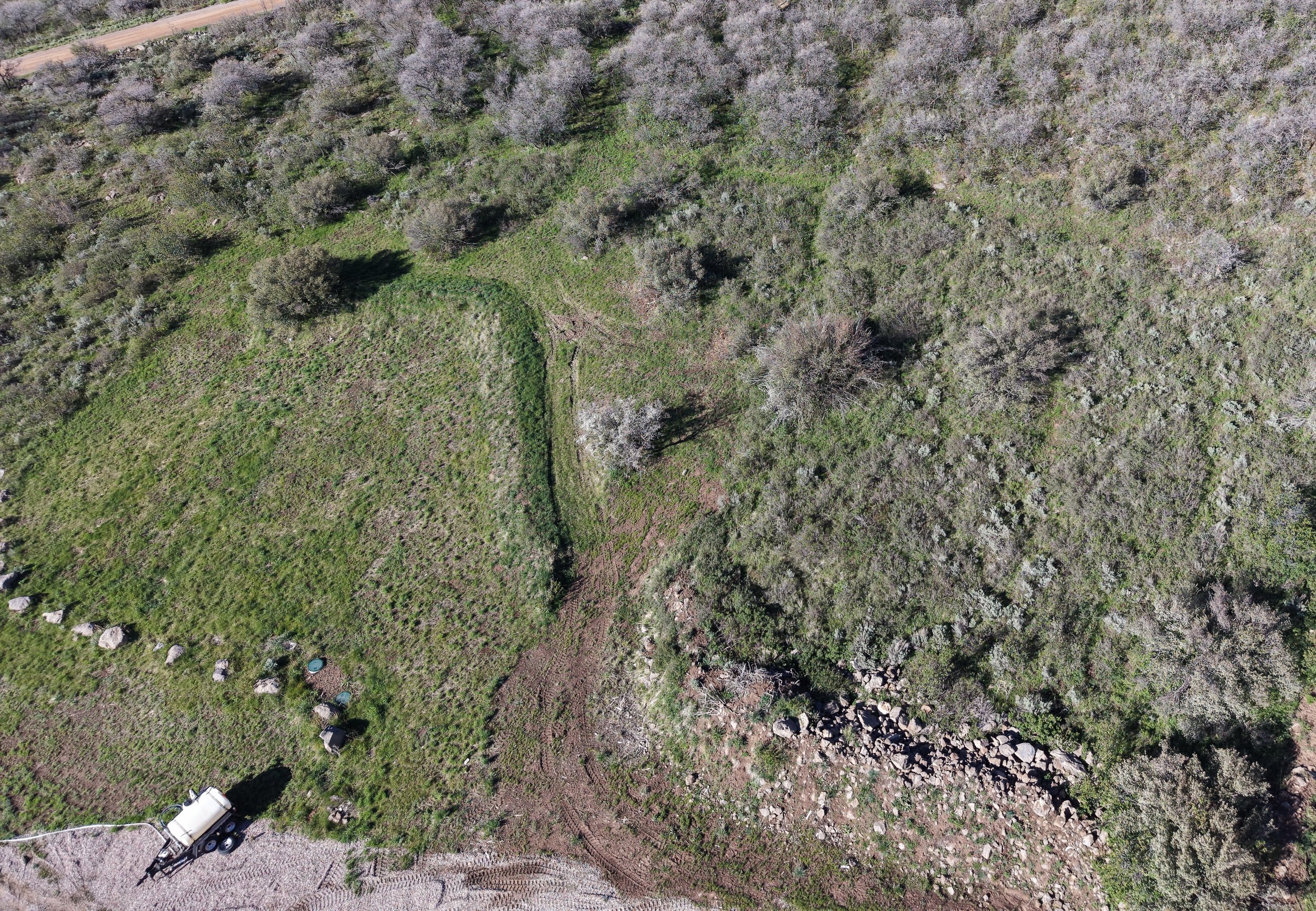 The grass on the left is natural, native blown in over the course of a year after a small amount of clearing the year before. 