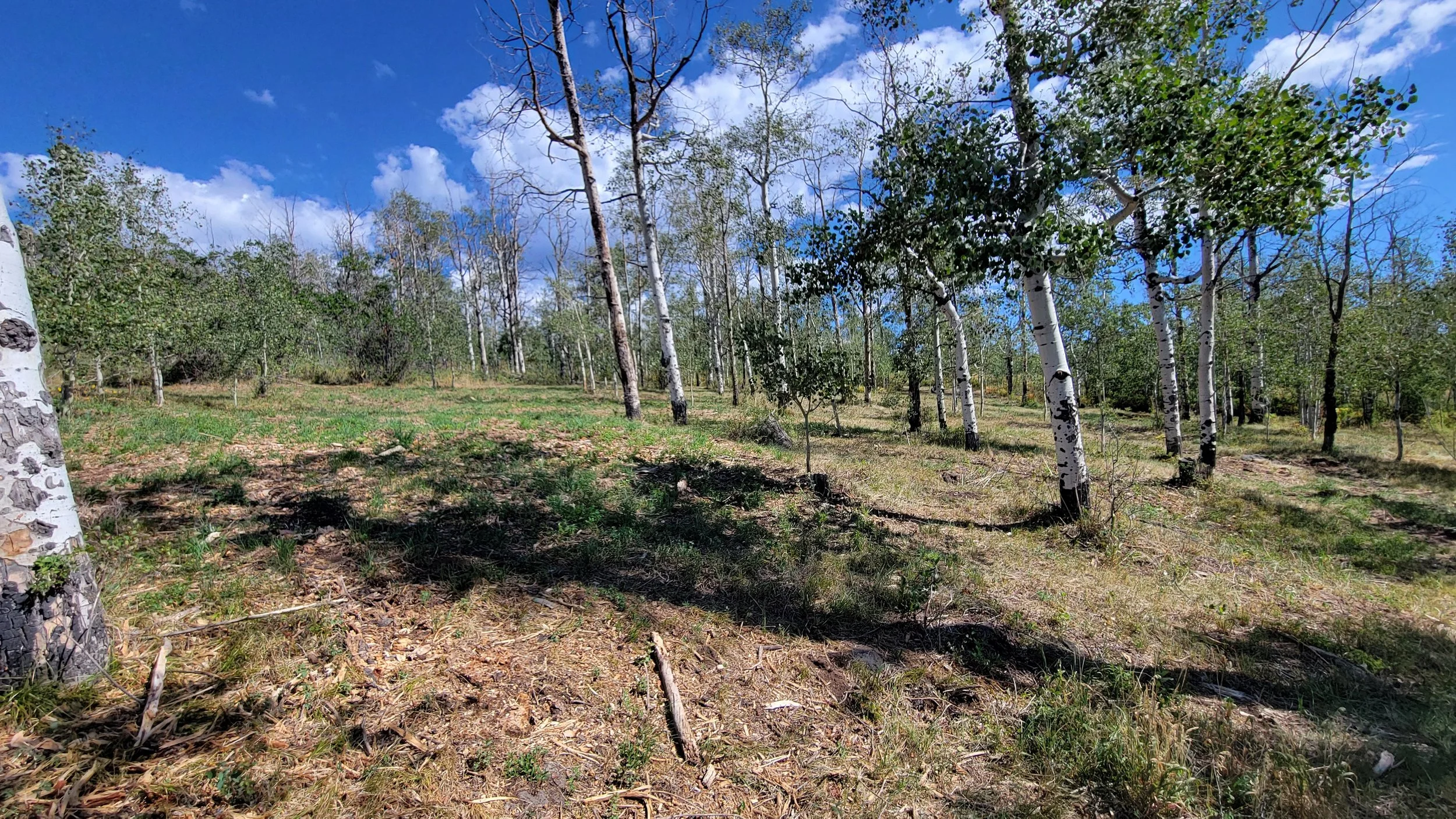 Dense underbrush, stand dead Aspen trees and deadfall were removed leaving the healthy Aspen trees, native grasses and wildflowers to flourish in the coming seasons. 
