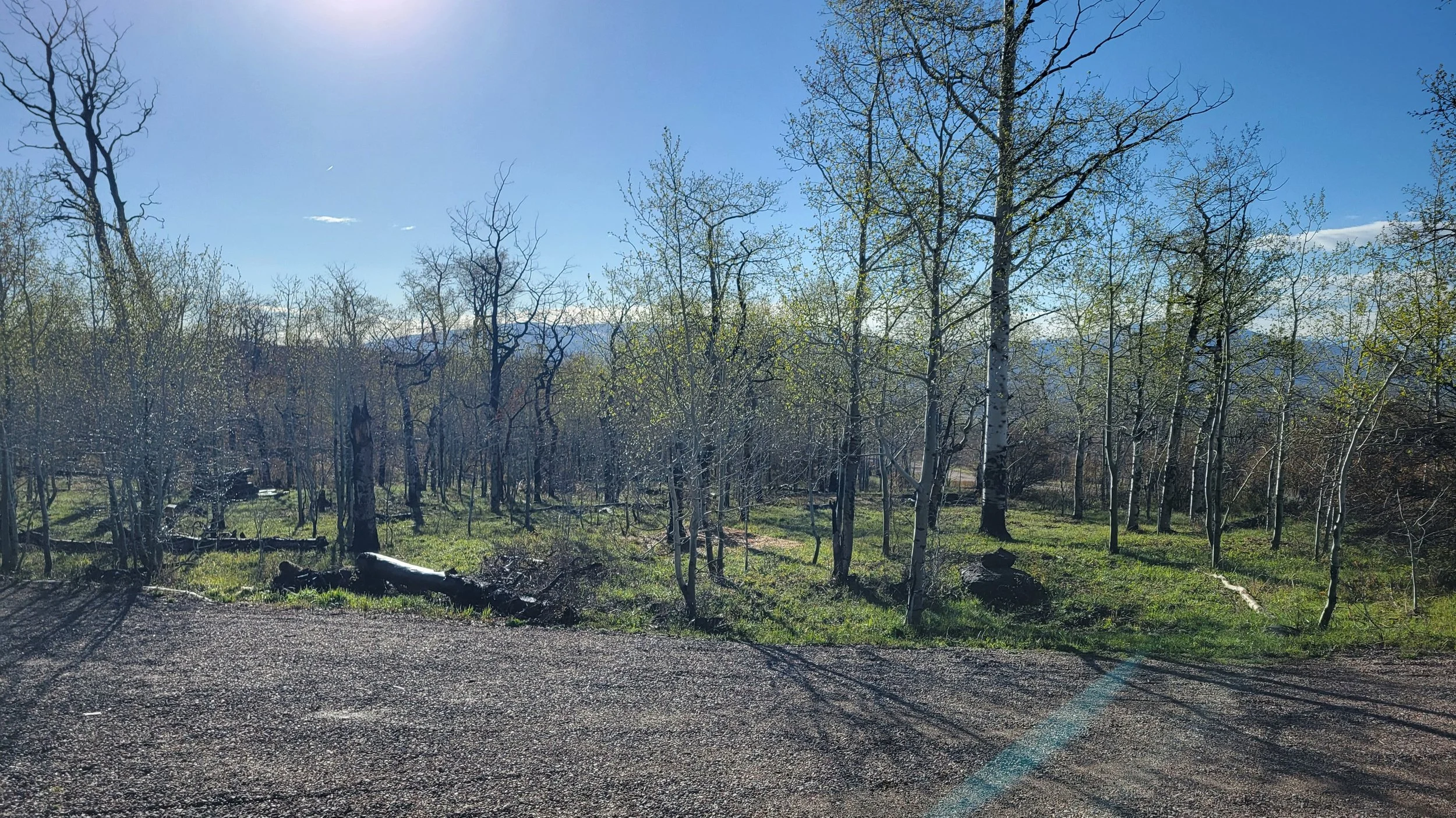 4ft tall underbrush, standing dead Aspen and deadfall removed in and around the Aspen trees. Native grass blew in filled in naturally