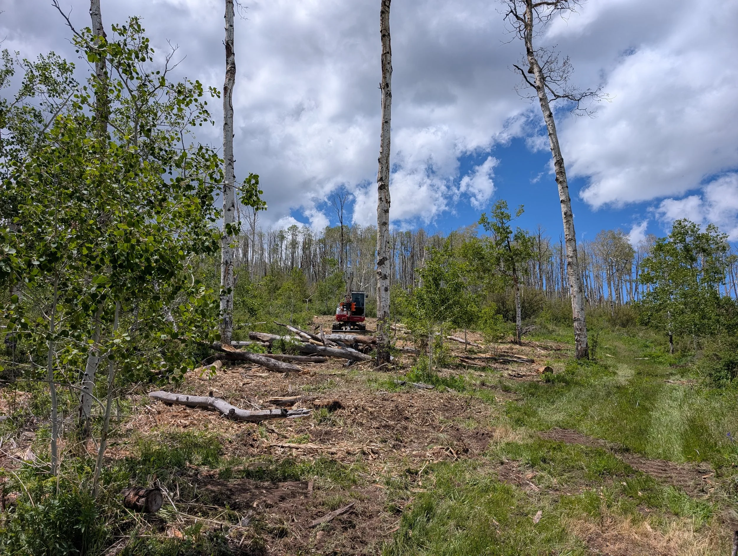 The rotting wood was run through a woodchipper for nutrient rich beneficial mulch. The wood that was still good was cut into rounds and used for firewood. 