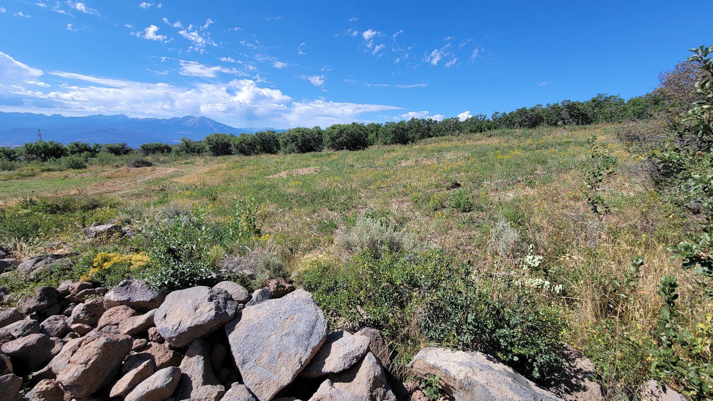 Completed rough cut area. This area was cut early spring before the native flowers grew for the season. Since we are only mowing or mulching the surface, the native plants continue to grow. Once the dense overgrowth is cut, native grasses and flowers