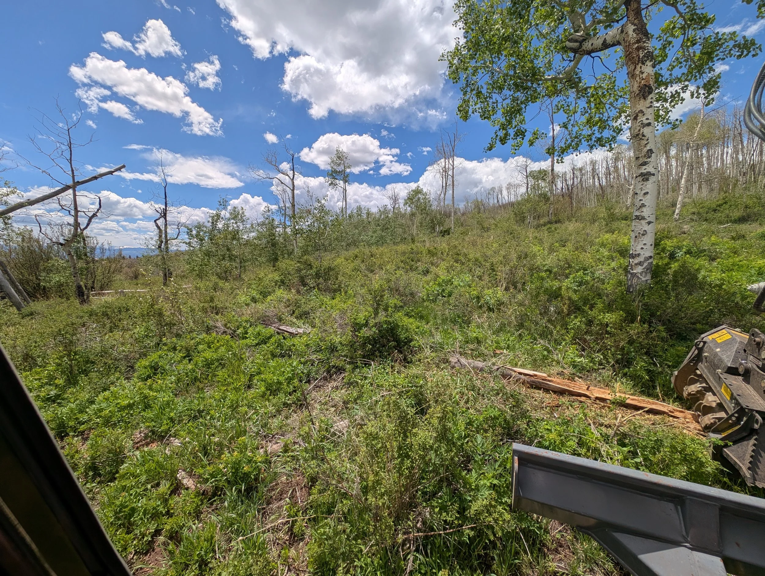 This area just looks like dense underbrush. Once we started clearing, we found decades of deadfall. In addition to clearing the underbrush and removing the deadfall, we also removed a large amount of standing dead Aspens in the area. The rotting wood