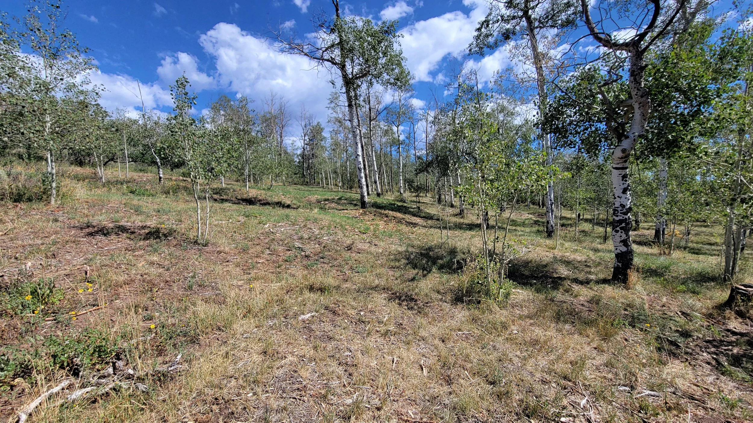 Dense underbrush, stand dead Aspen trees and deadfall were removed leaving the healthy Aspen trees, native grasses and wildflowers to flourish in the coming seasons. 