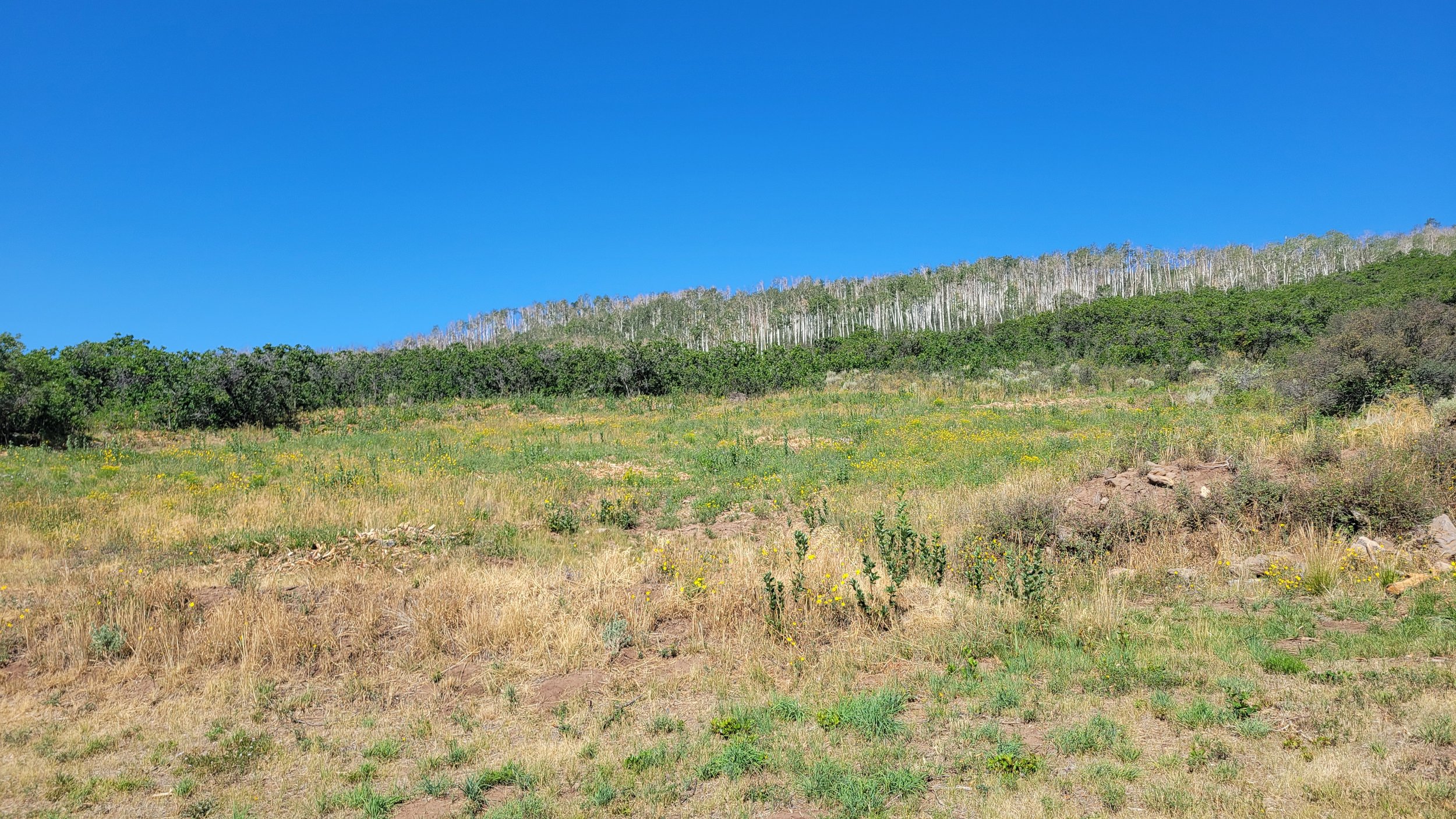 Completed rough cut area. This area was cut early spring before the native flowers grew for the season. Since we are only mowing or mulching the surface, the native plants continue to grow. Once the dense overgrowth is cut, native grasses and flowers