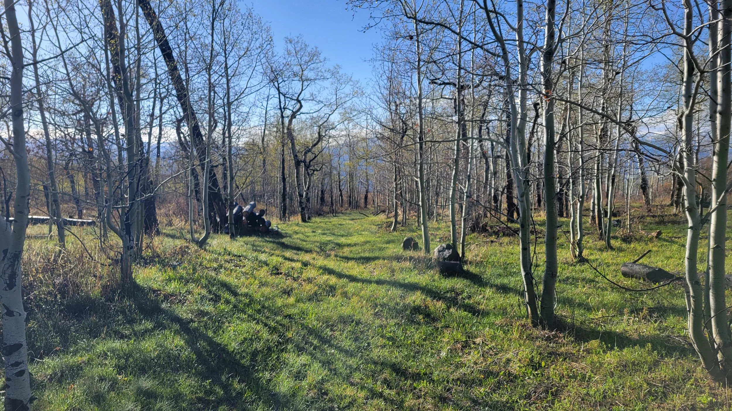 4ft tall underbrush, standing dead Aspen and deadfall removed in and around the Aspen trees. Native grass blew in filled in naturally