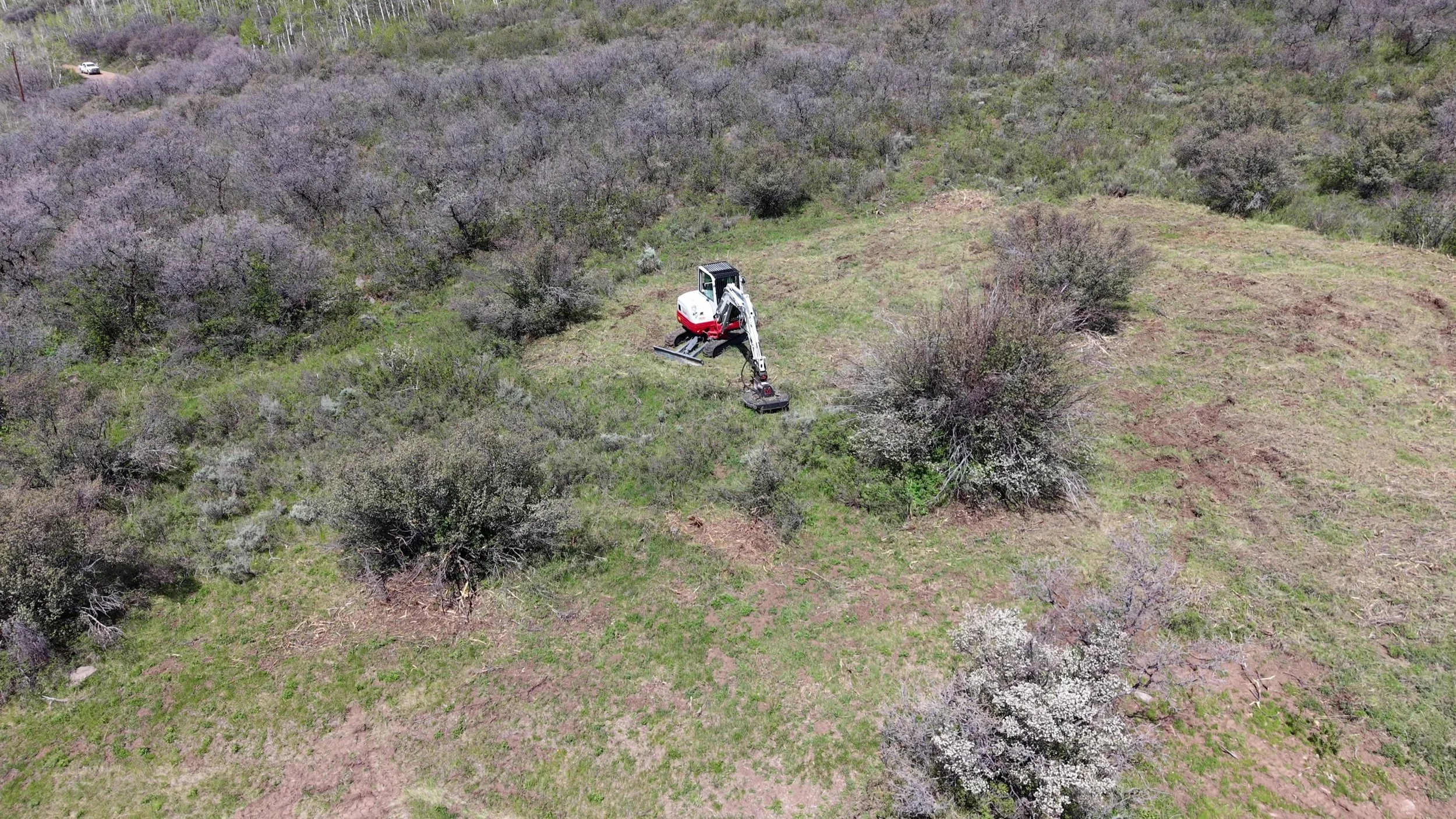 All of the bushes were mulched with a forestry mulcher leaving a wood chip or mulch type byproduct. 