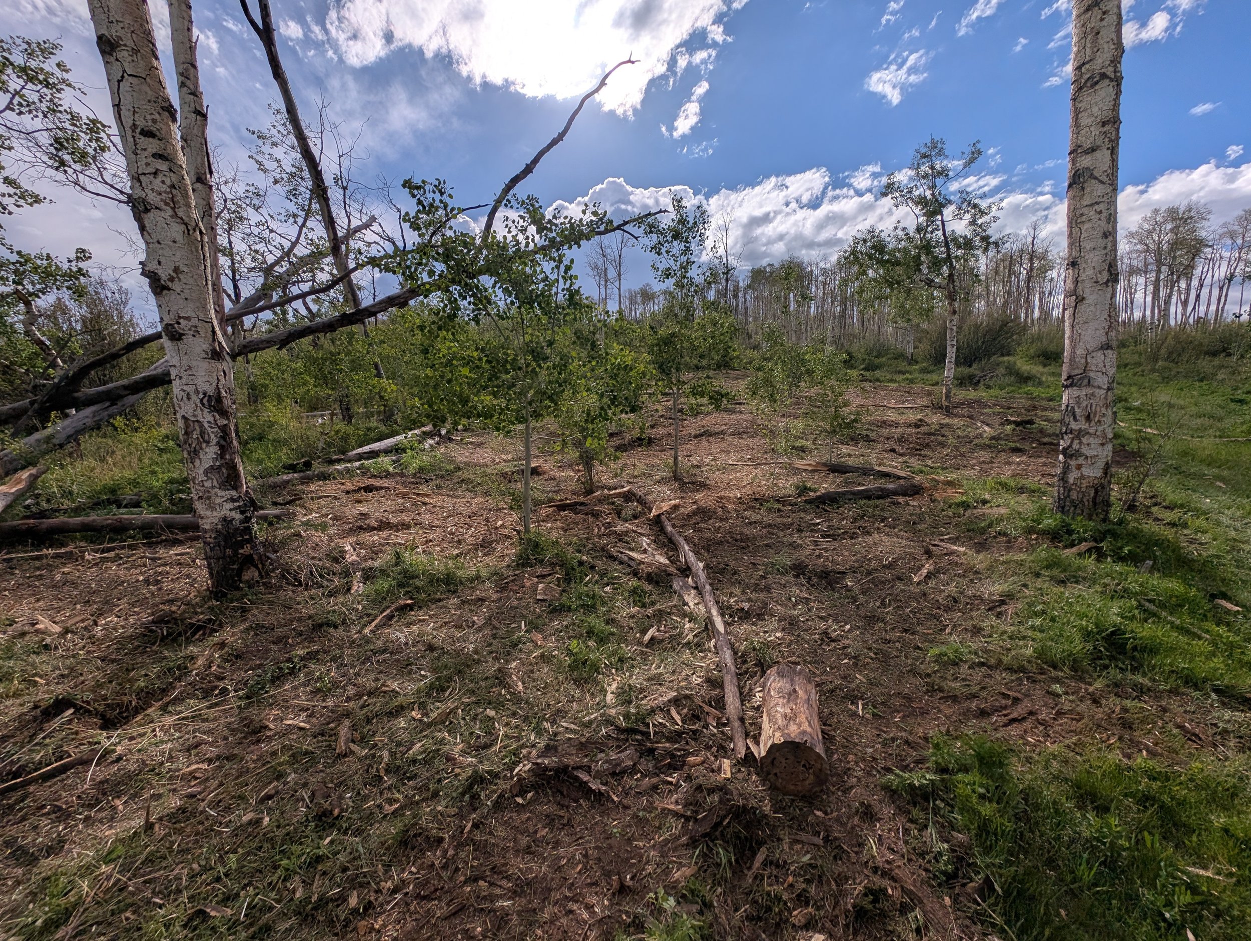 The young Aspen trees will thrive in years to come!