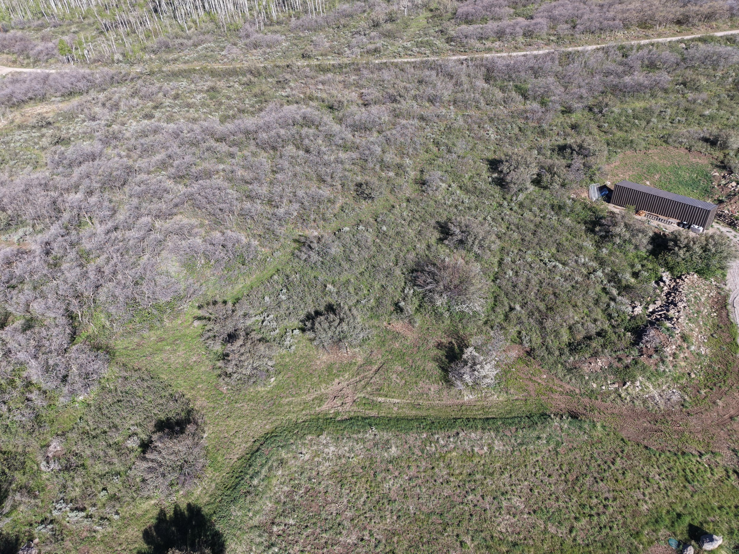 This area had an overgrowth of underbrush, 12+ ft tall serviceberry, sage and other vegetation. A brush cutter and forestry mulcher was used to mow and mulch. All byproduct was left for future nutrients. 