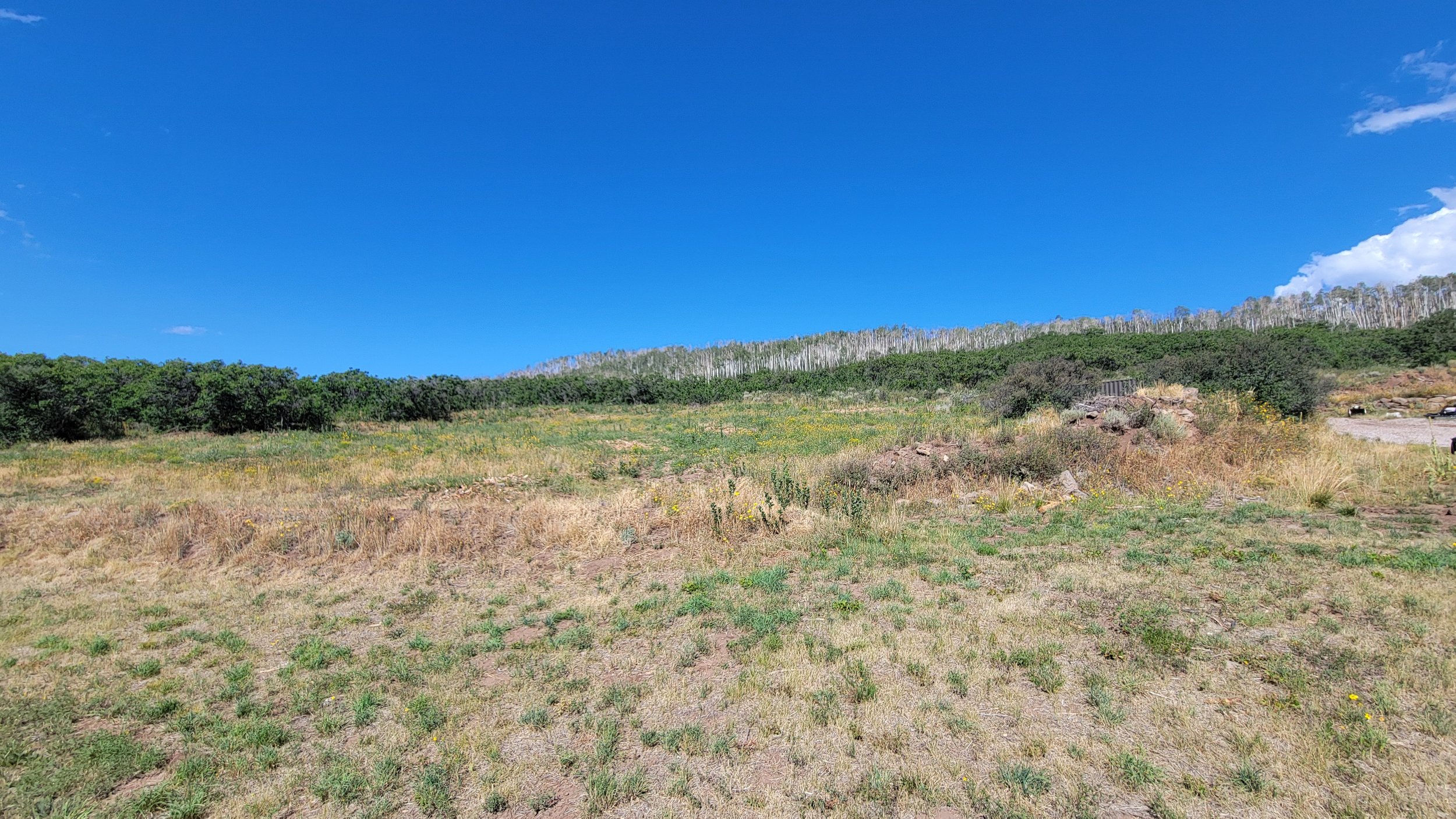 Completed rough cut area. This area was cut early spring before the native flowers grew for the season. Since we are only mowing or mulching the surface, the native plants continue to grow. Once the dense overgrowth is cut, native grasses and flowers