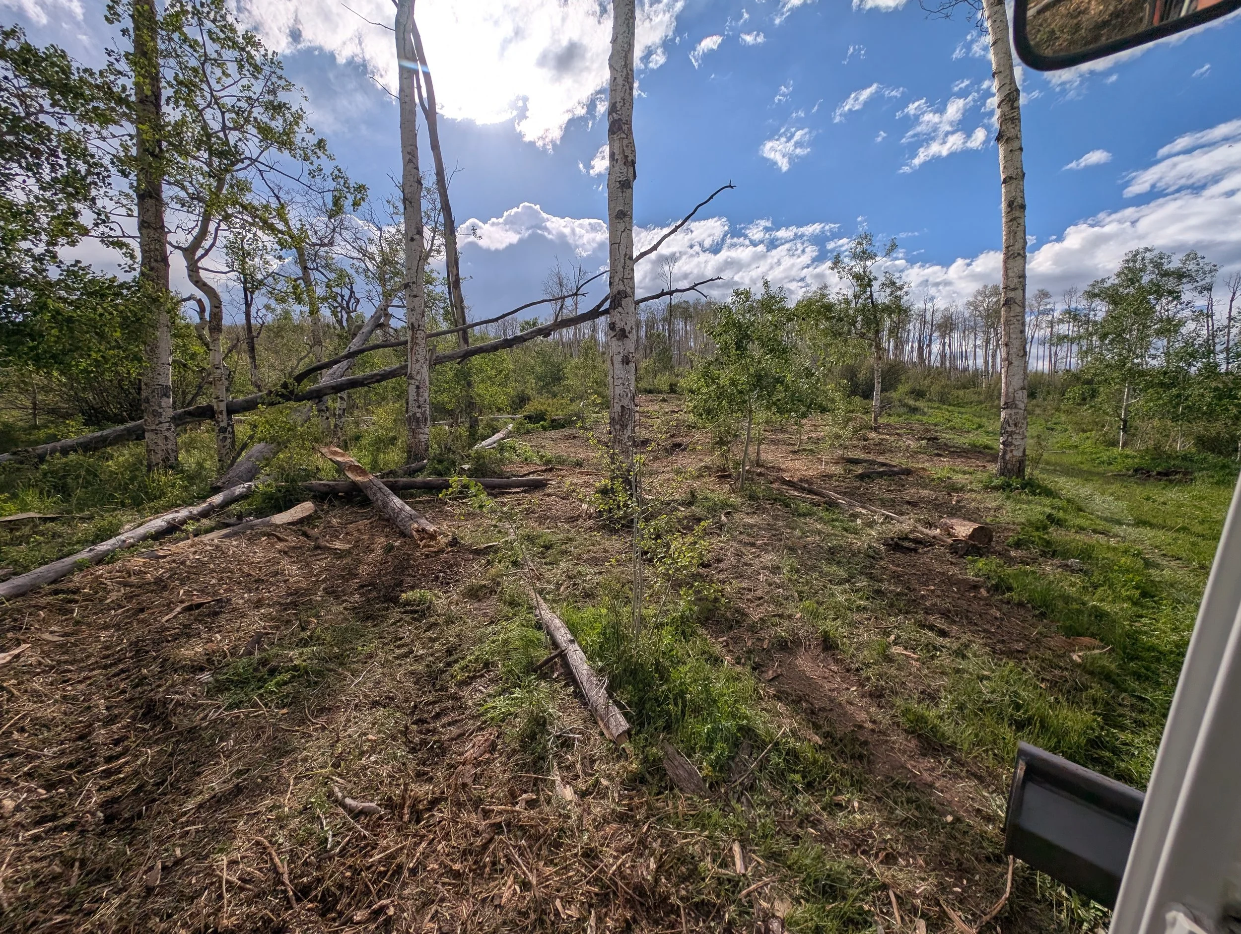 The rotting wood was run through a woodchipper for nutrient rich beneficial mulch. The wood that was still good was cut into rounds and used for firewood. 