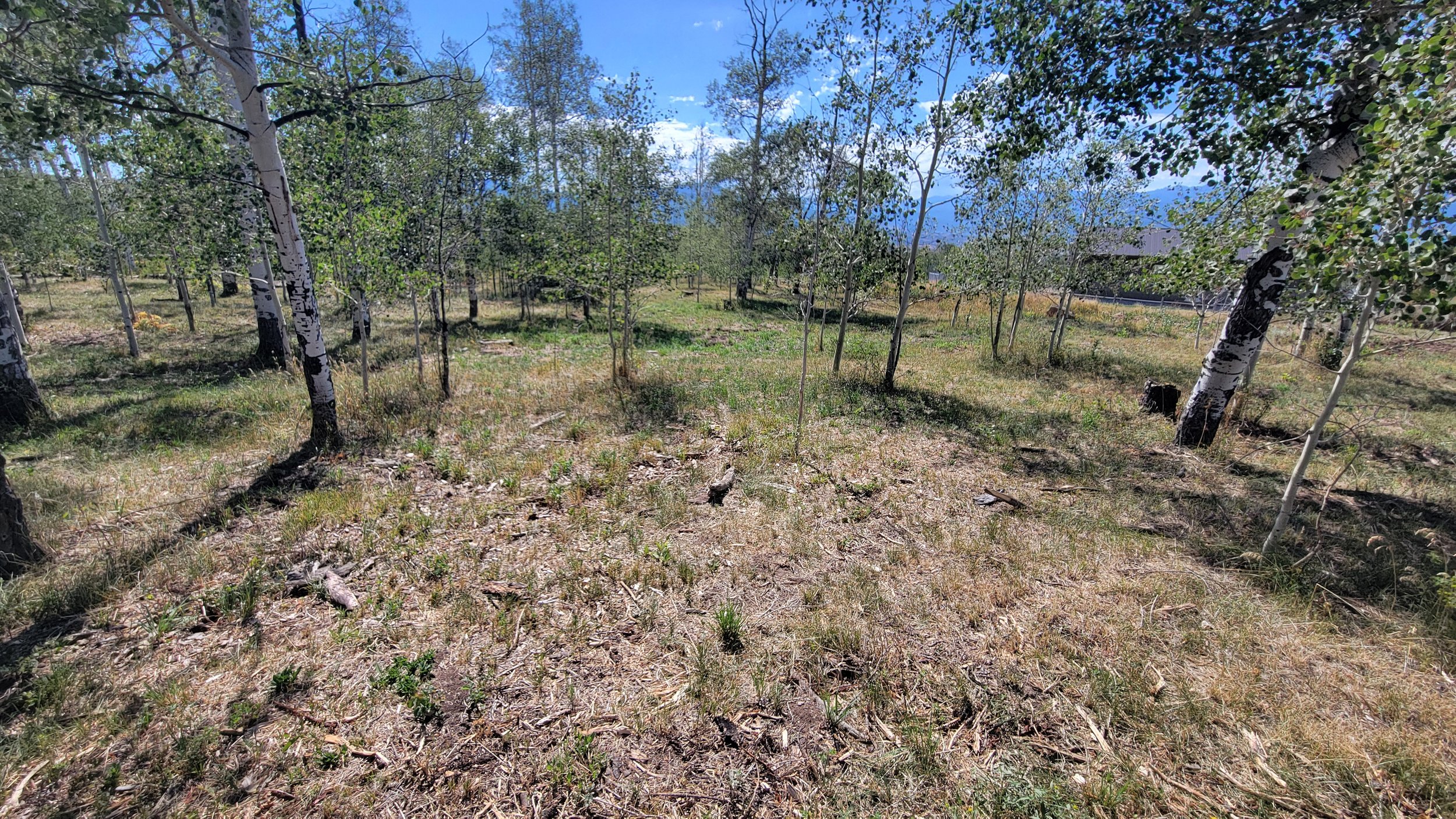 Dense underbrush, stand dead Aspen trees and deadfall were removed leaving the healthy Aspen trees, native grasses and wildflowers to flourish in the coming seasons. 