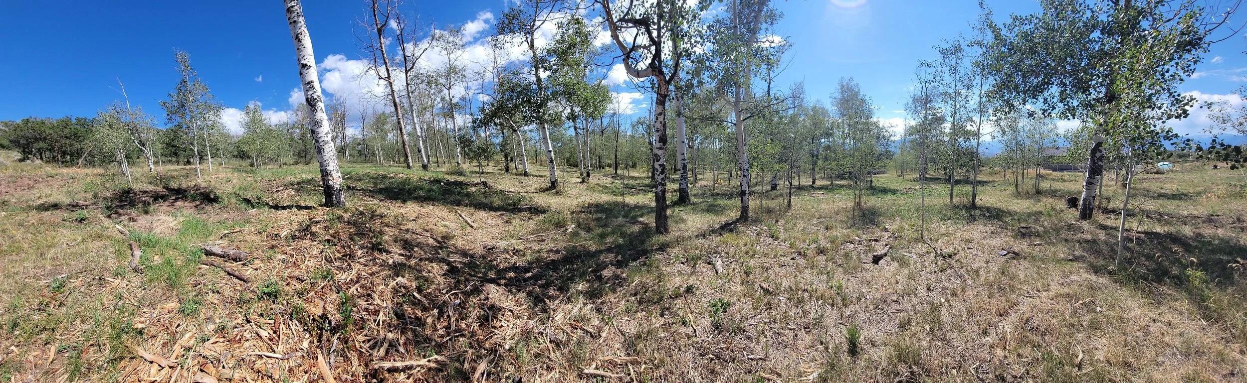 Dense underbrush, stand dead Aspen trees and deadfall were removed leaving the healthy Aspen trees, native grasses and wildflowers to flourish in the coming seasons. 