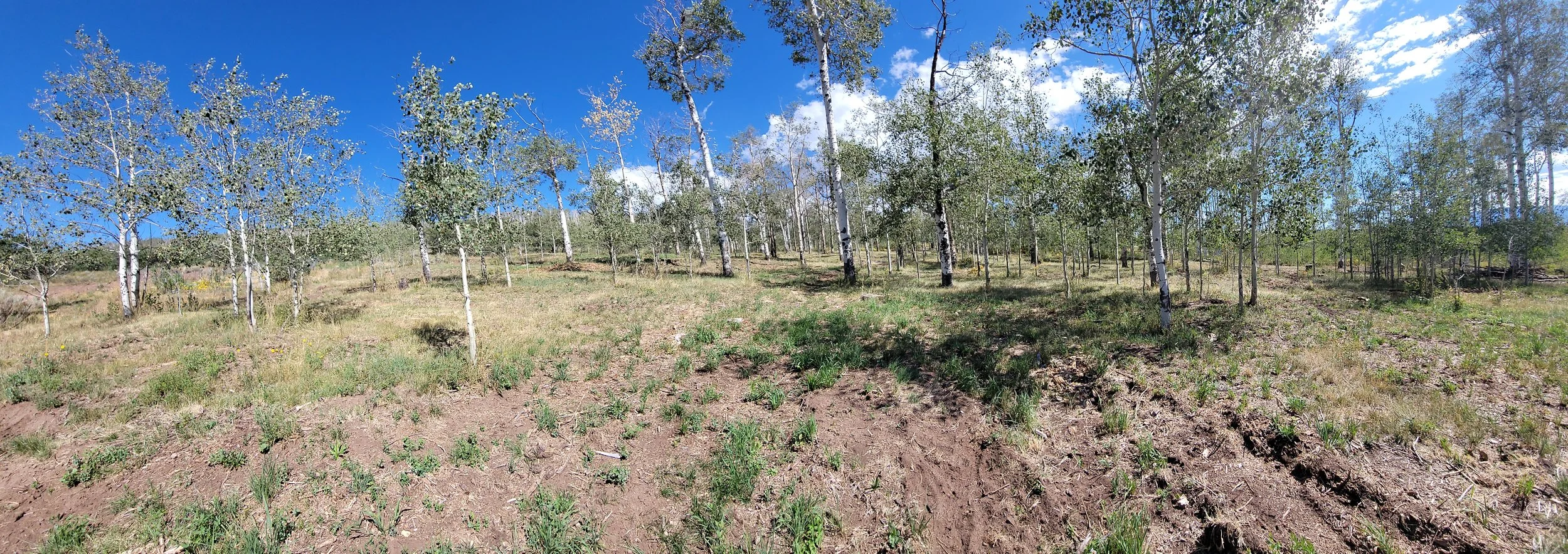 Dense underbrush, stand dead Aspen trees and deadfall were removed leaving the healthy Aspen trees, native grasses and wildflowers to flourish in the coming seasons. 