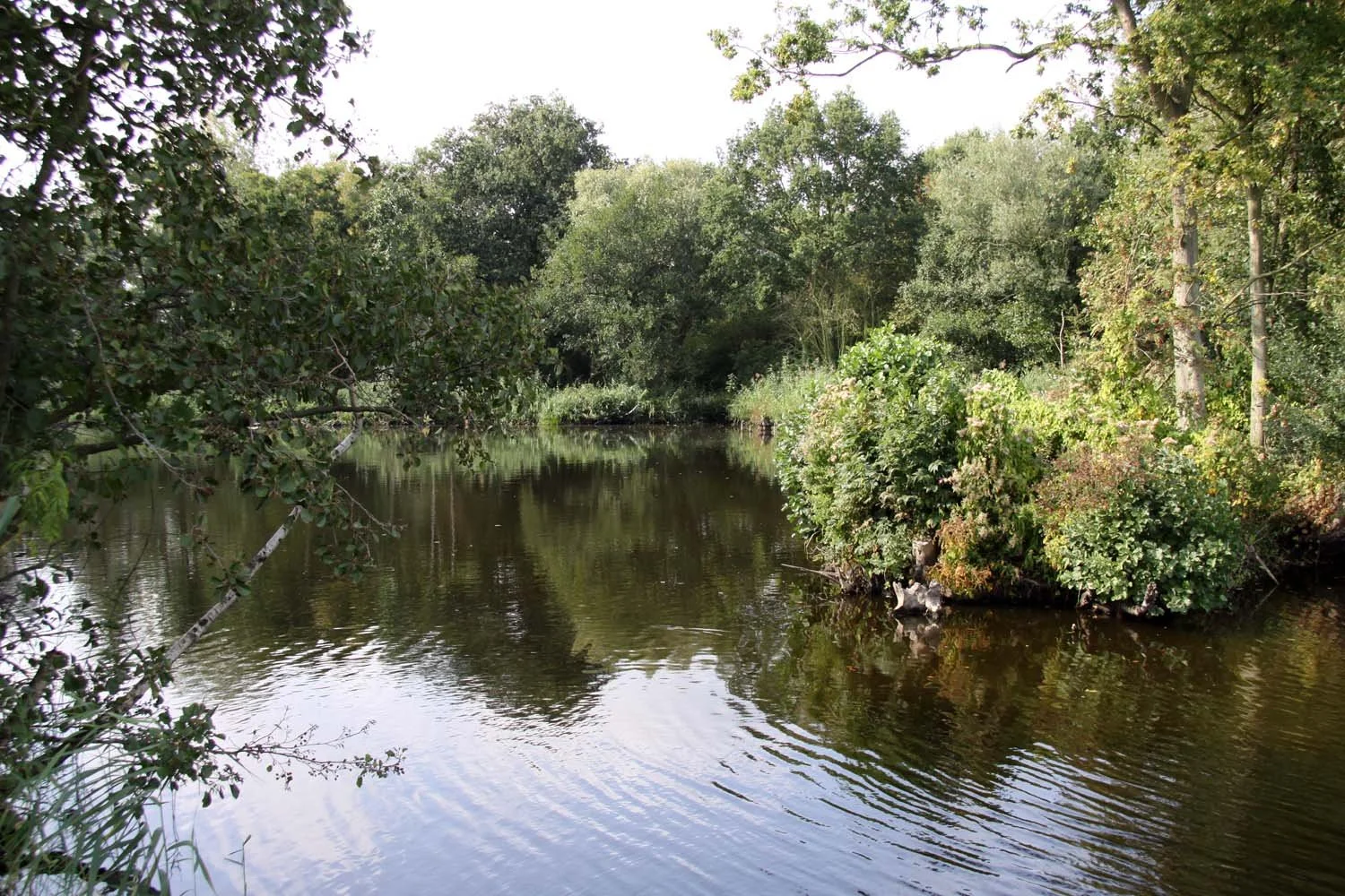 Ackerdijkse plassen