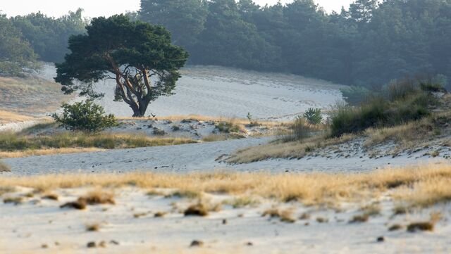 Loonse en Drunense duinen