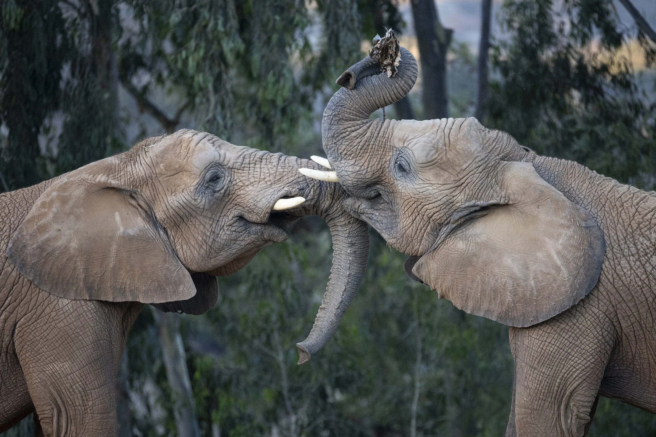 Time to get excited for the opening of Denny Sanford Elephant Valley at the San Diego Zoo Safari Park