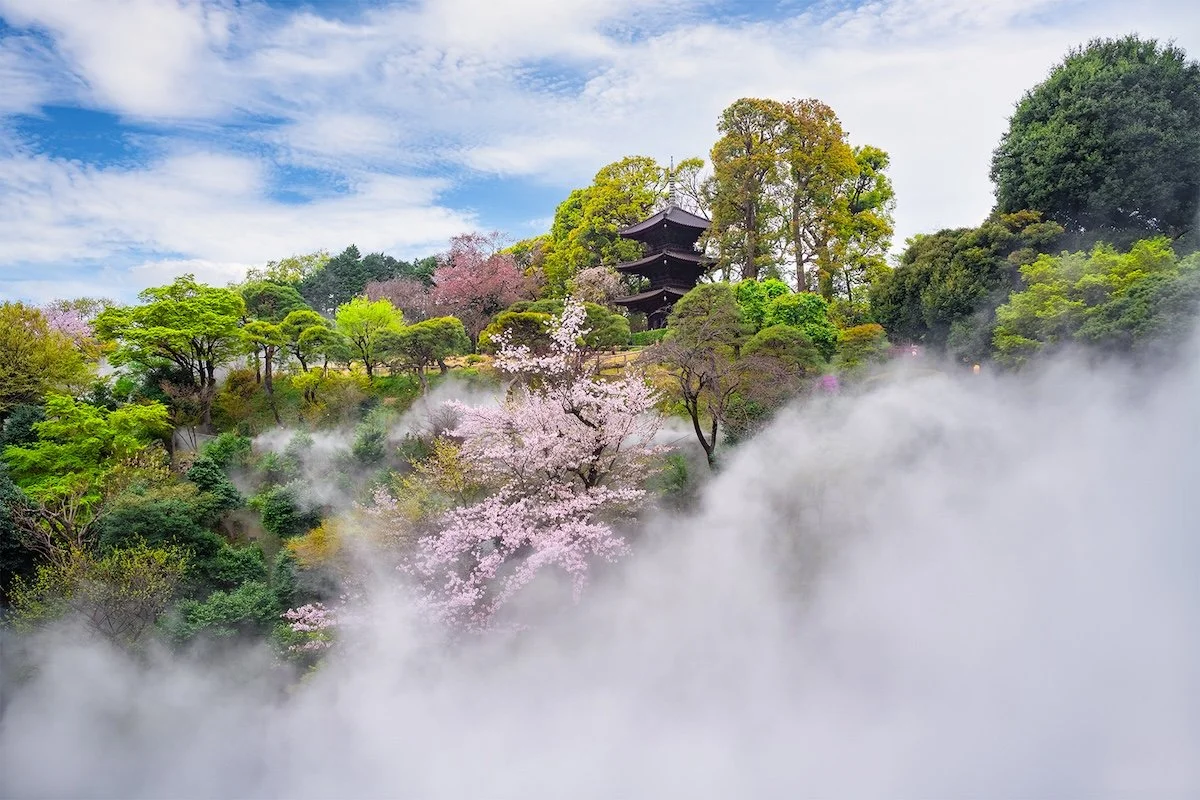 Cherry Blossom Travel Inspiration in the Heart of Tokyo