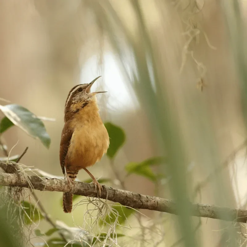 Gender Euphoria Cabaret