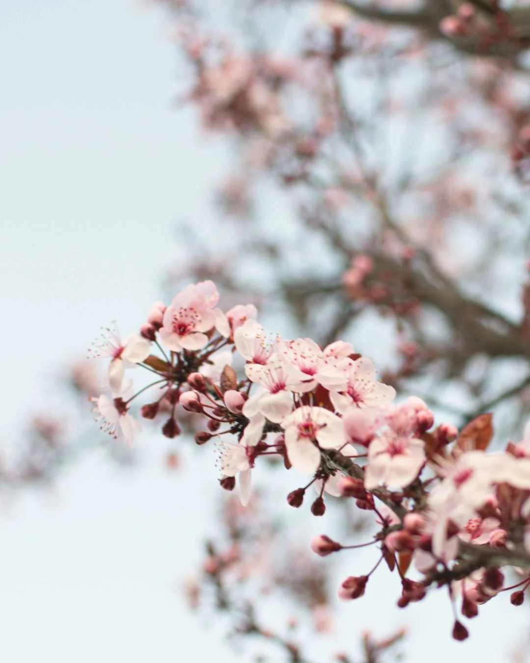 Every year I wait for these first blossoms to appear, it&rsquo;s such a short and beautiful moment in the season.

Soft light, blooming trees, and kids running around while parents try to catch those sweet little smiles&hellip; it&rsquo;s honestly on