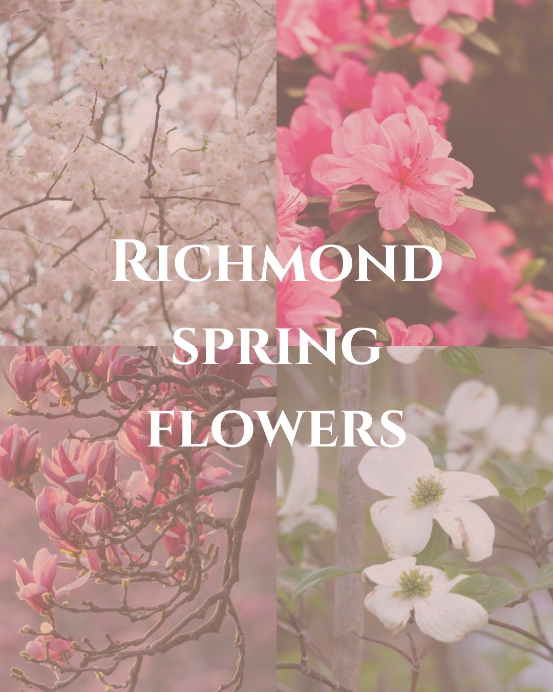4 signs spring is arriving in Richmond

First come the magnolias, with their large elegant blooms.

Then the delicate cherry blossoms begin to appear, followed by the beautiful dogwood trees that brighten neighborhoods across the city.

And by late A