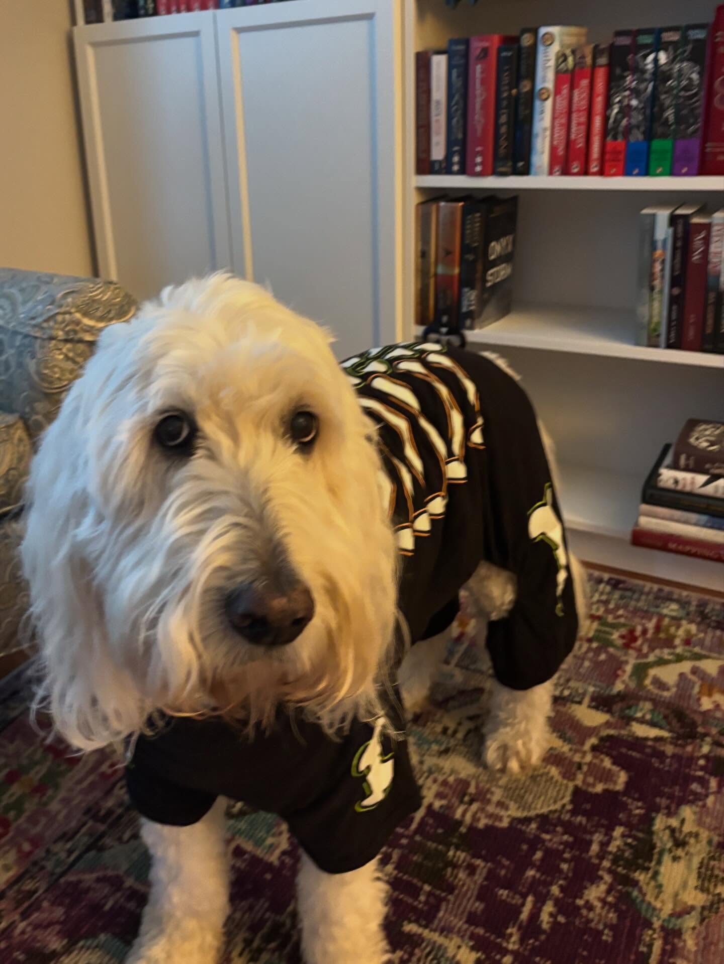 Happy Halloween from my little glow-in-the-dark skeleton! 🎃 Hope everyone has a safe and fun weekend!

(Pinecone genuinely doesn&rsquo;t mind wearing it. It&rsquo;s been his costume since he was a puppy and he happily trots around in it. Acorn does 