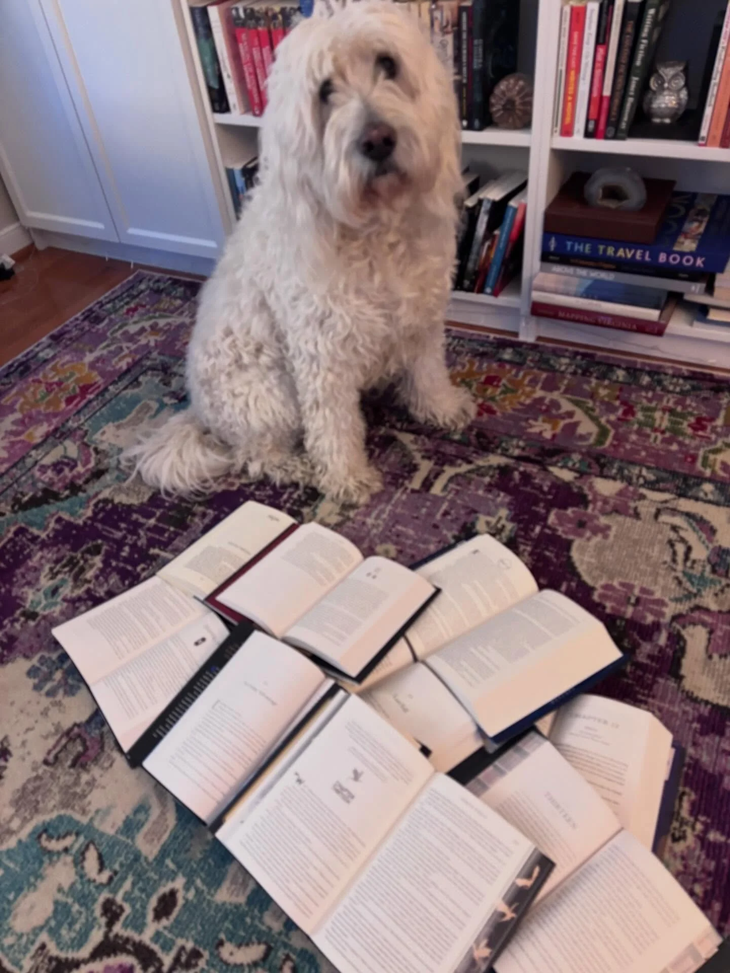 Happy 13th birthday to my sweet Pinecone. ❤️ This boy has my whole heart, and today is all about spoiling him. Started off with lots of hugs and pets, followed by our morning mile. Having a birthday party for him and his brother, Badger, this evening