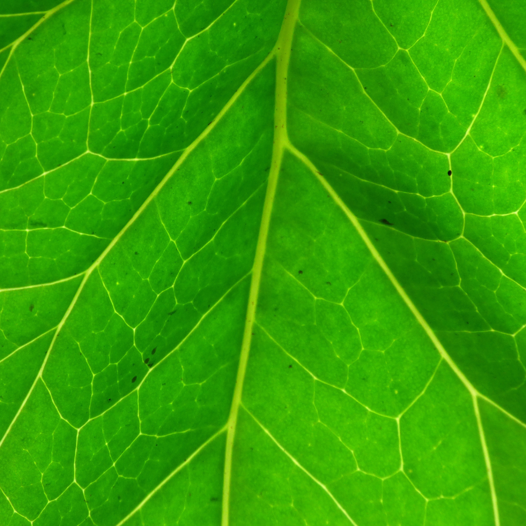 The Green Realm: Roots of Renewal