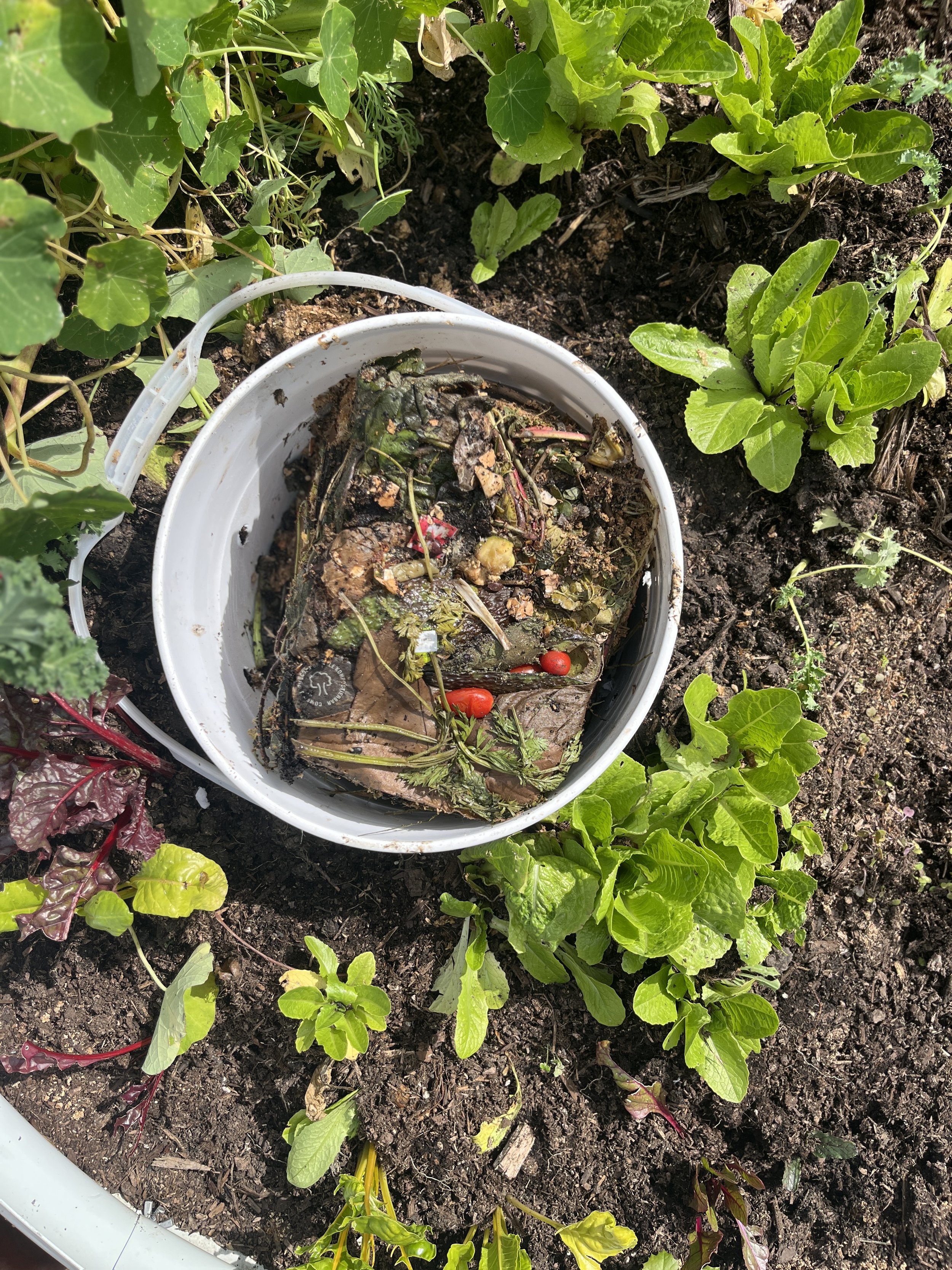 Hands In, Ratios Out: A Sensory Guide to Composting