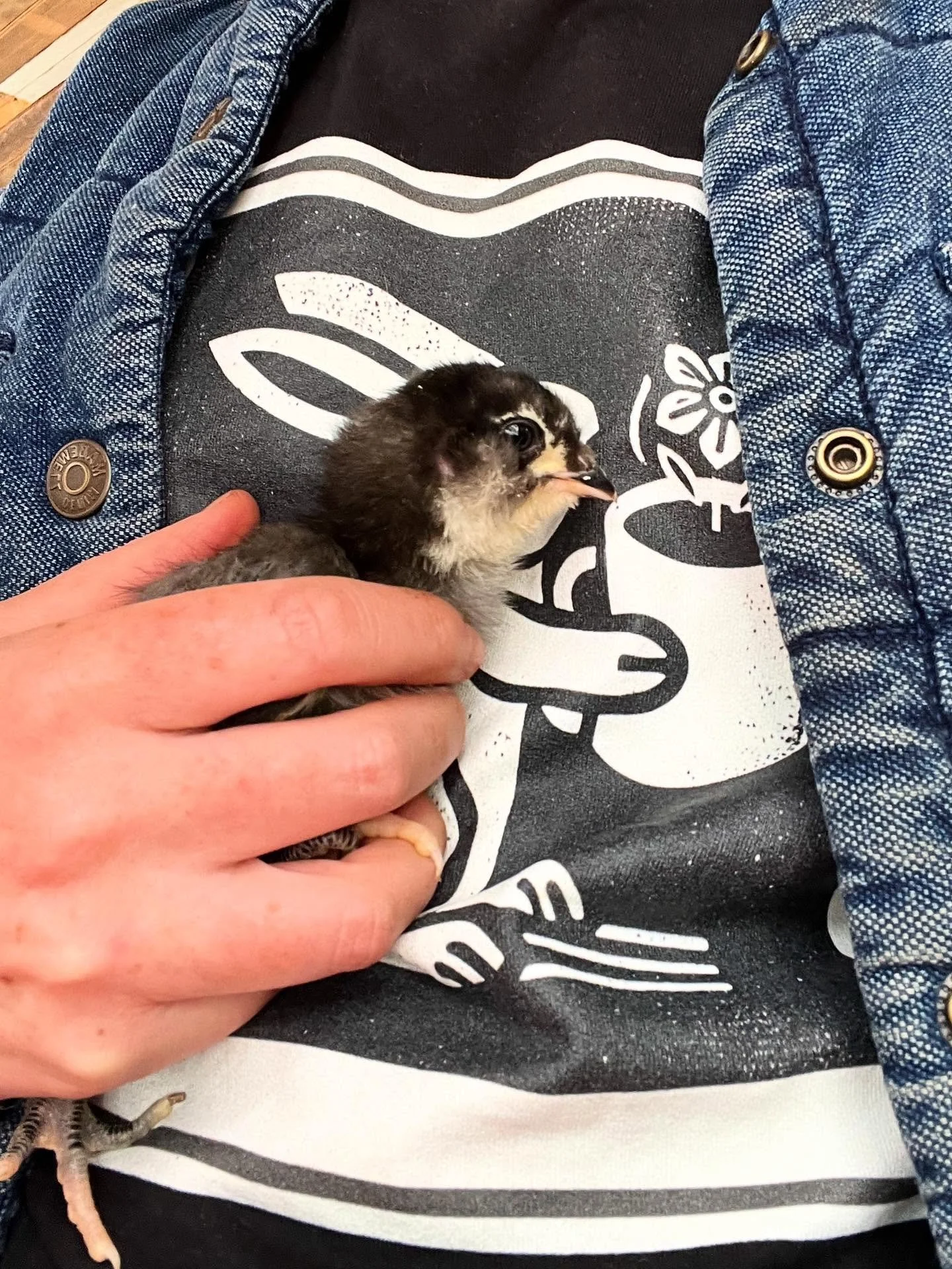 ok who sees a chick and who sees a bunny??