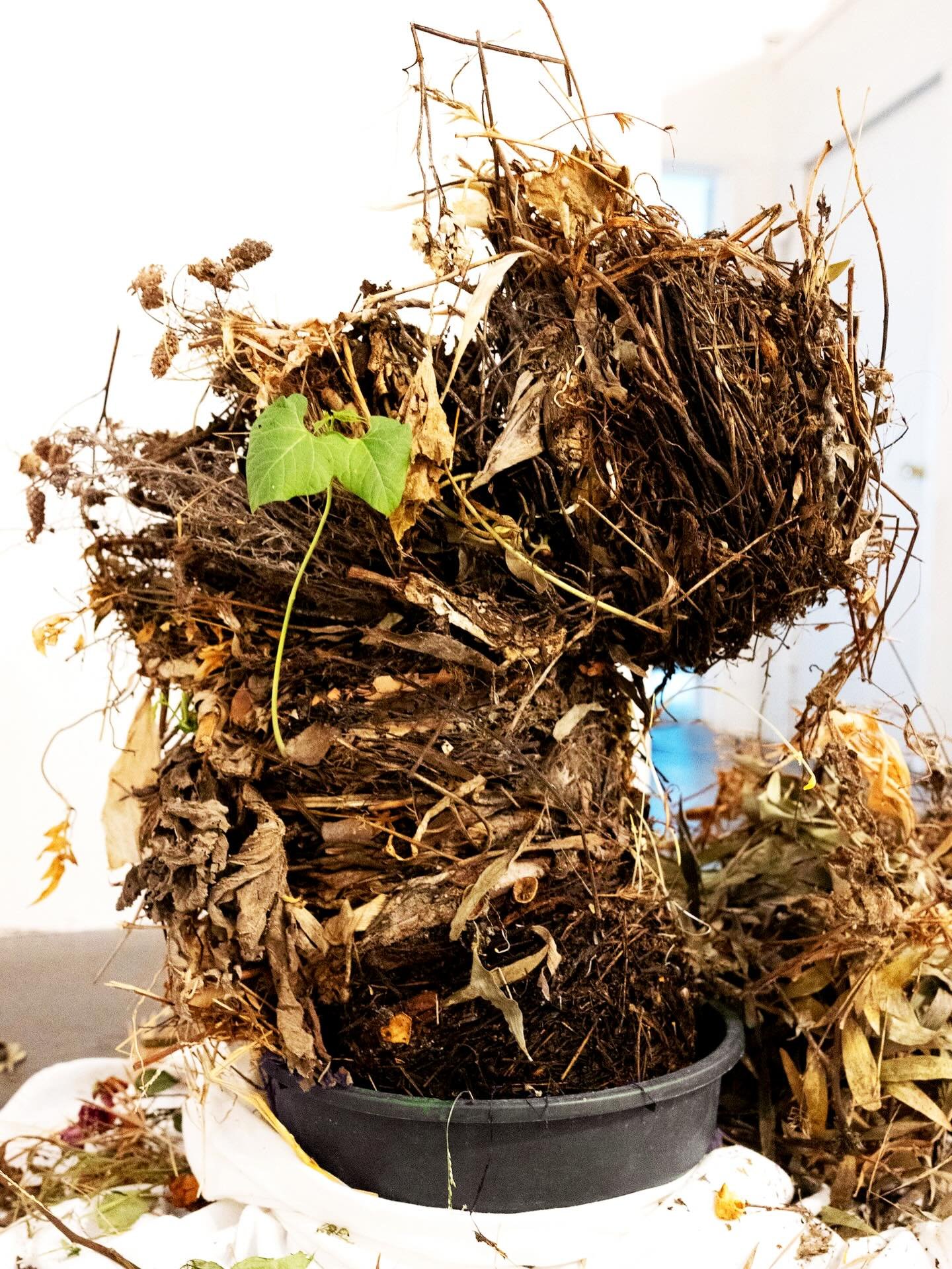 Tonight I&rsquo;ll unveil Compost Spire III; a more  interactive hot compost spire with the hot element made from Compost Spire II, (pictured) shown at 465 gallery in the fall! I didn&rsquo;t really know compost art was A Thing and now I&rsquo;ll get